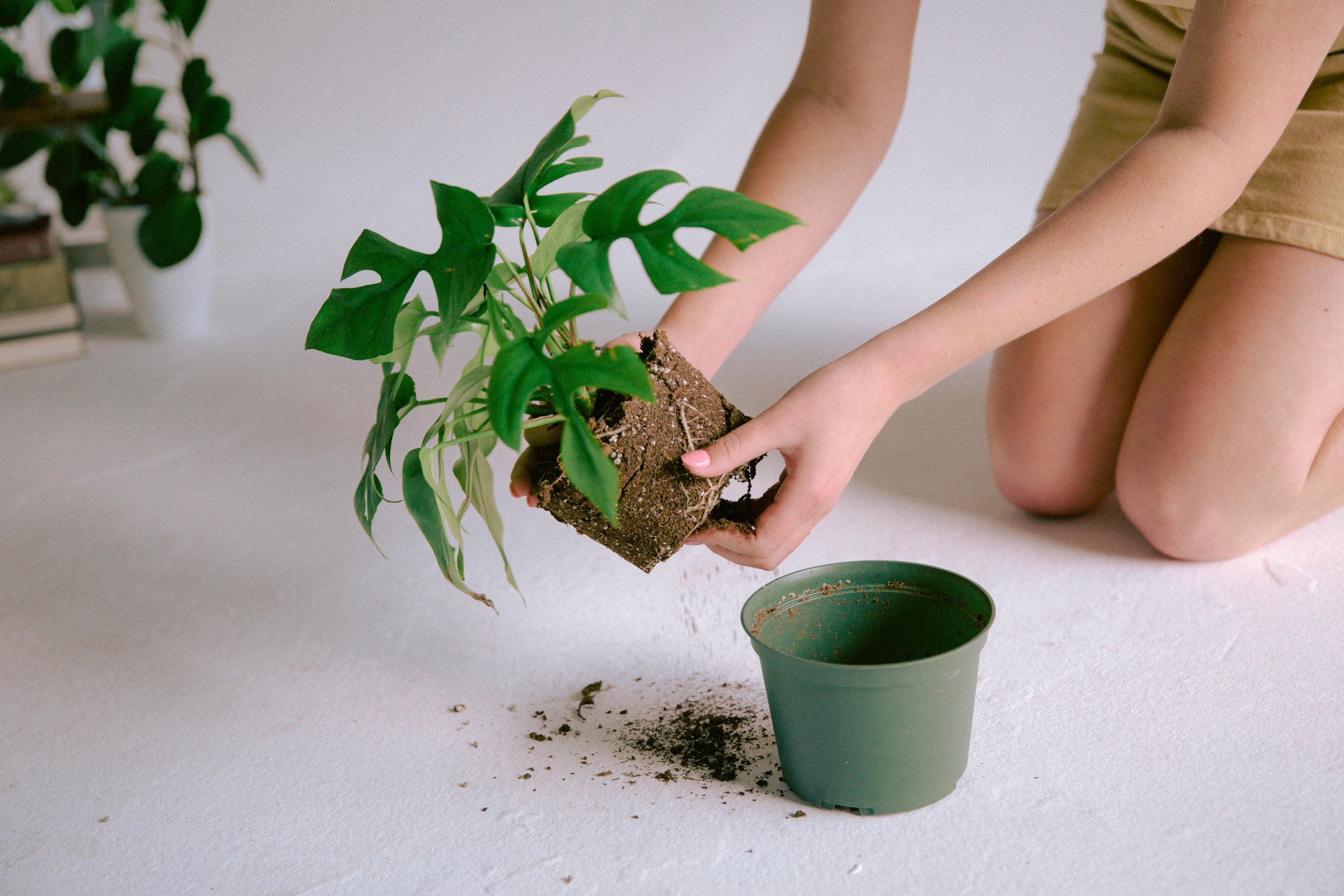 Top G Plants For Service: What To Choose And Why