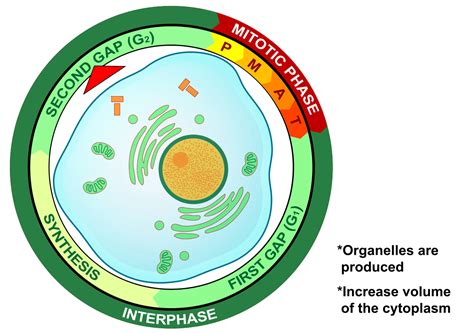G2 Phase Cell