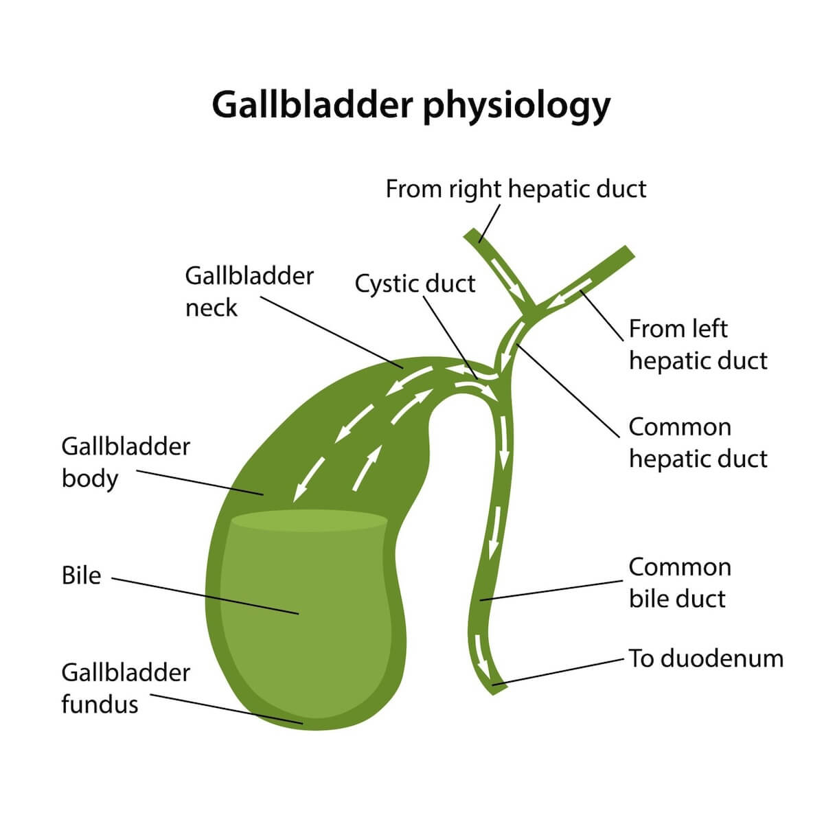 Gallbladder Low Fat Diet