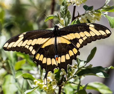 Giant Swallowtail: Nature's Largest Butterfly Secrets