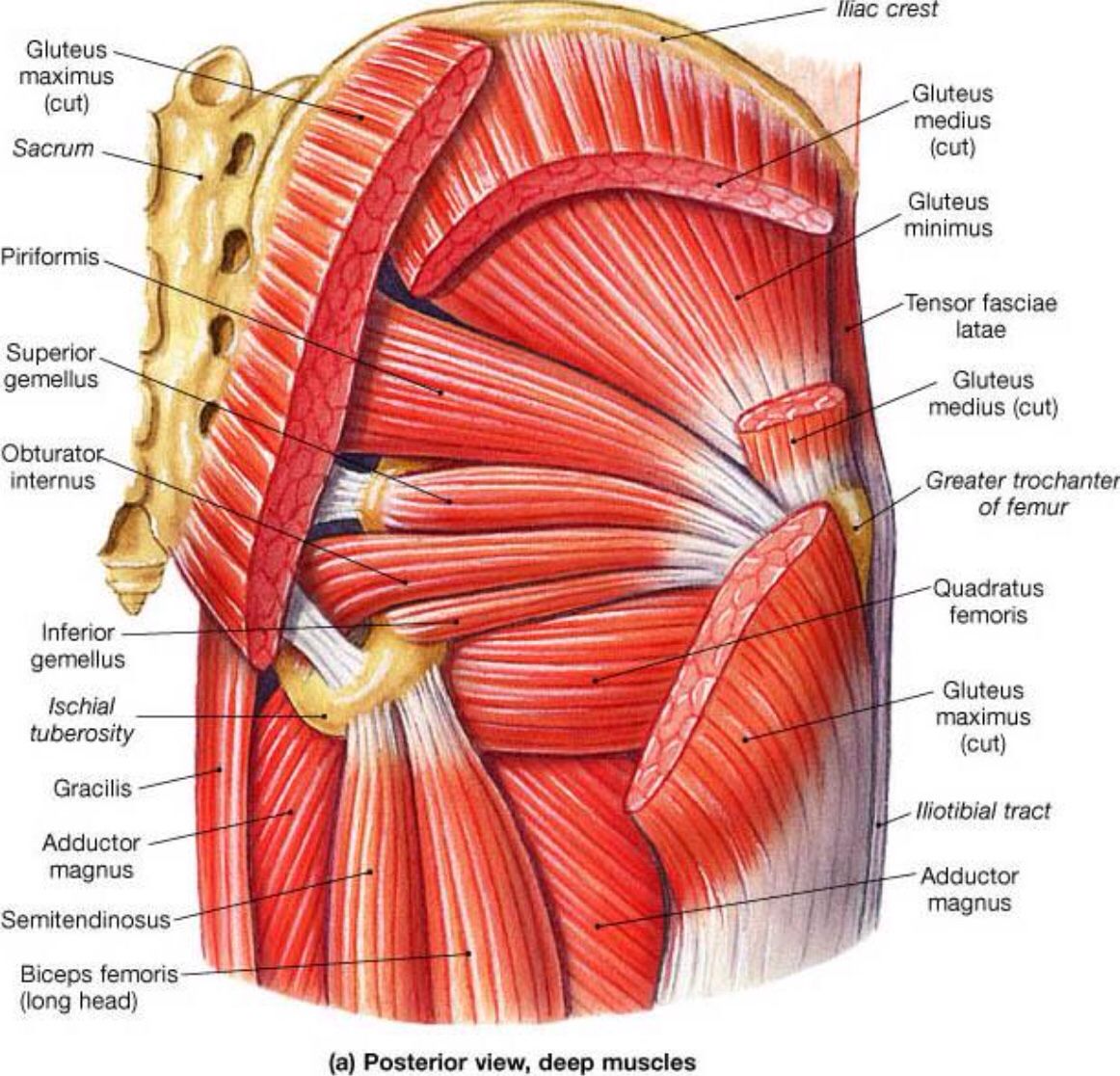 Glute Focused Exercises