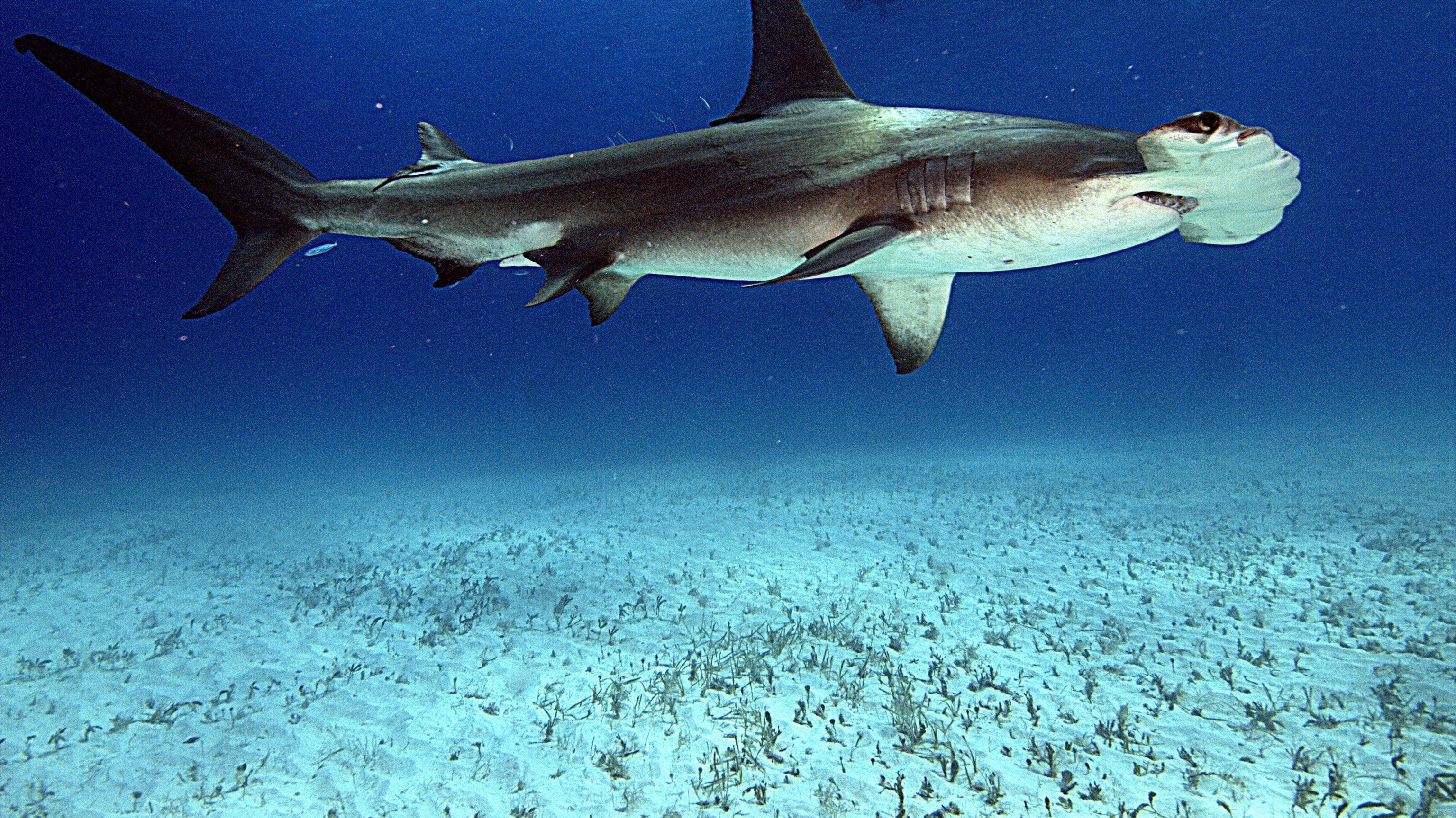 Underrated Hammerhead Shark Group Behaviors You Won't Find In Textbooks