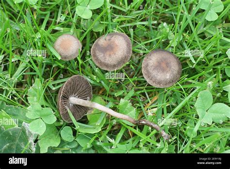 Haymaker Mushroom: Nature's Secret Elixir Uncovered