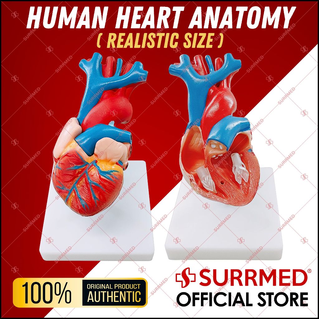 Heart Valve Disorder Treatment