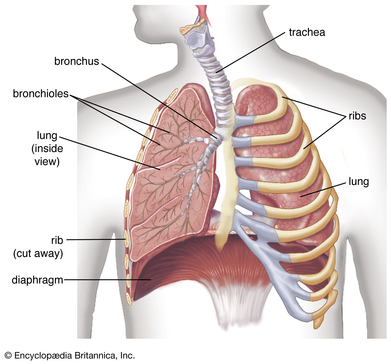 How Are Lungs Made A Stepbystep Breakdown Of Human Development