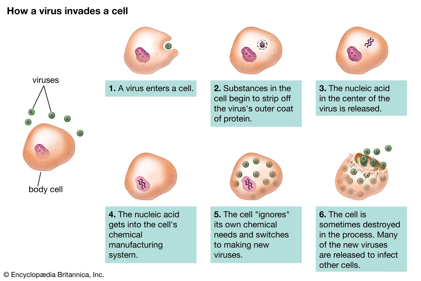 How Are Viruses Not Alive (The Specifics)