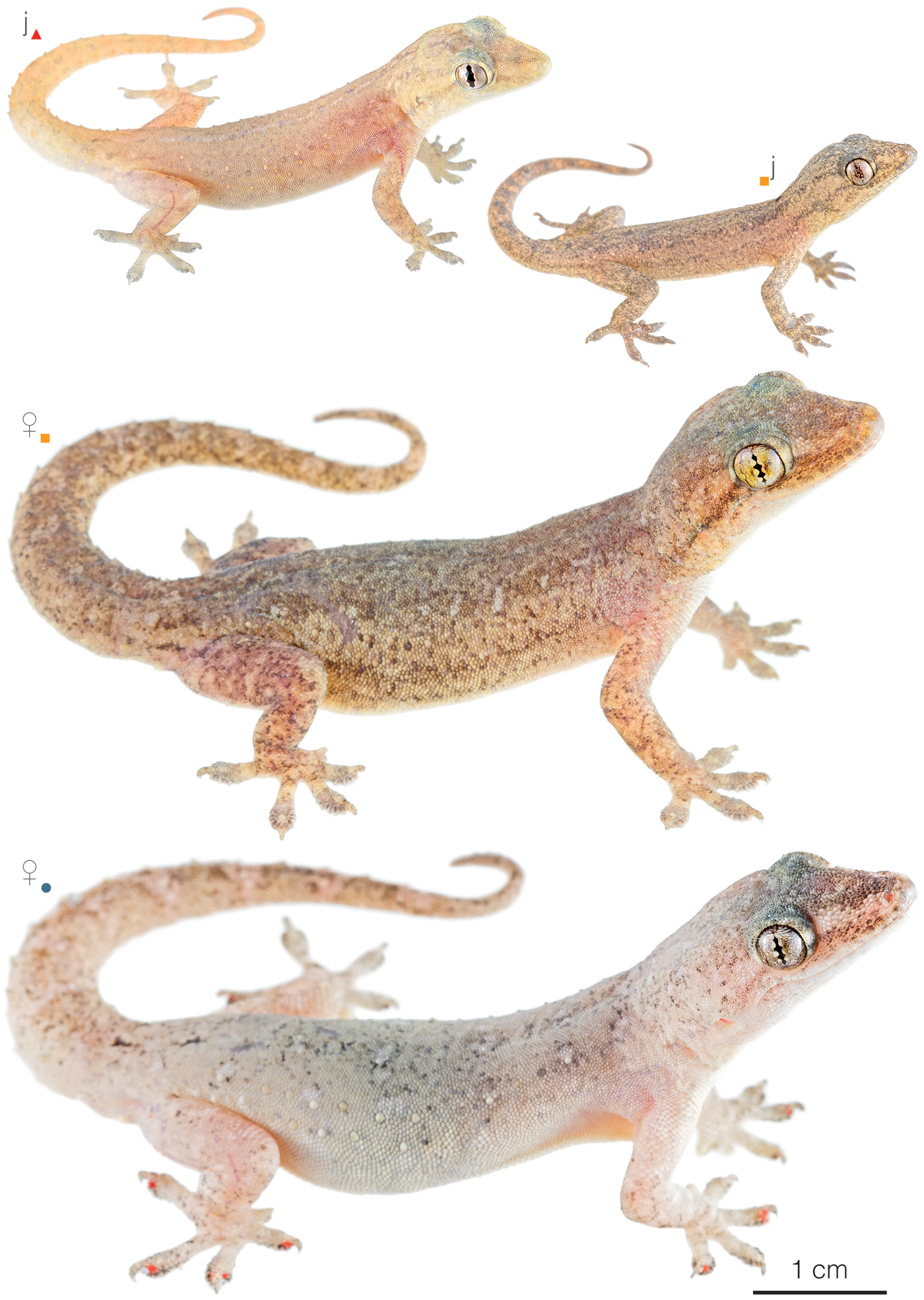 How Big Can House Lizards Get The Complete Adult Size Guide