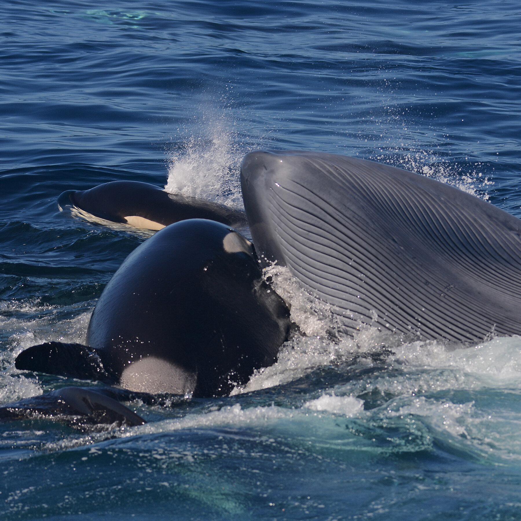 How Big Do Killer Whales Actually Get And What Sets The Largest Ones Apart