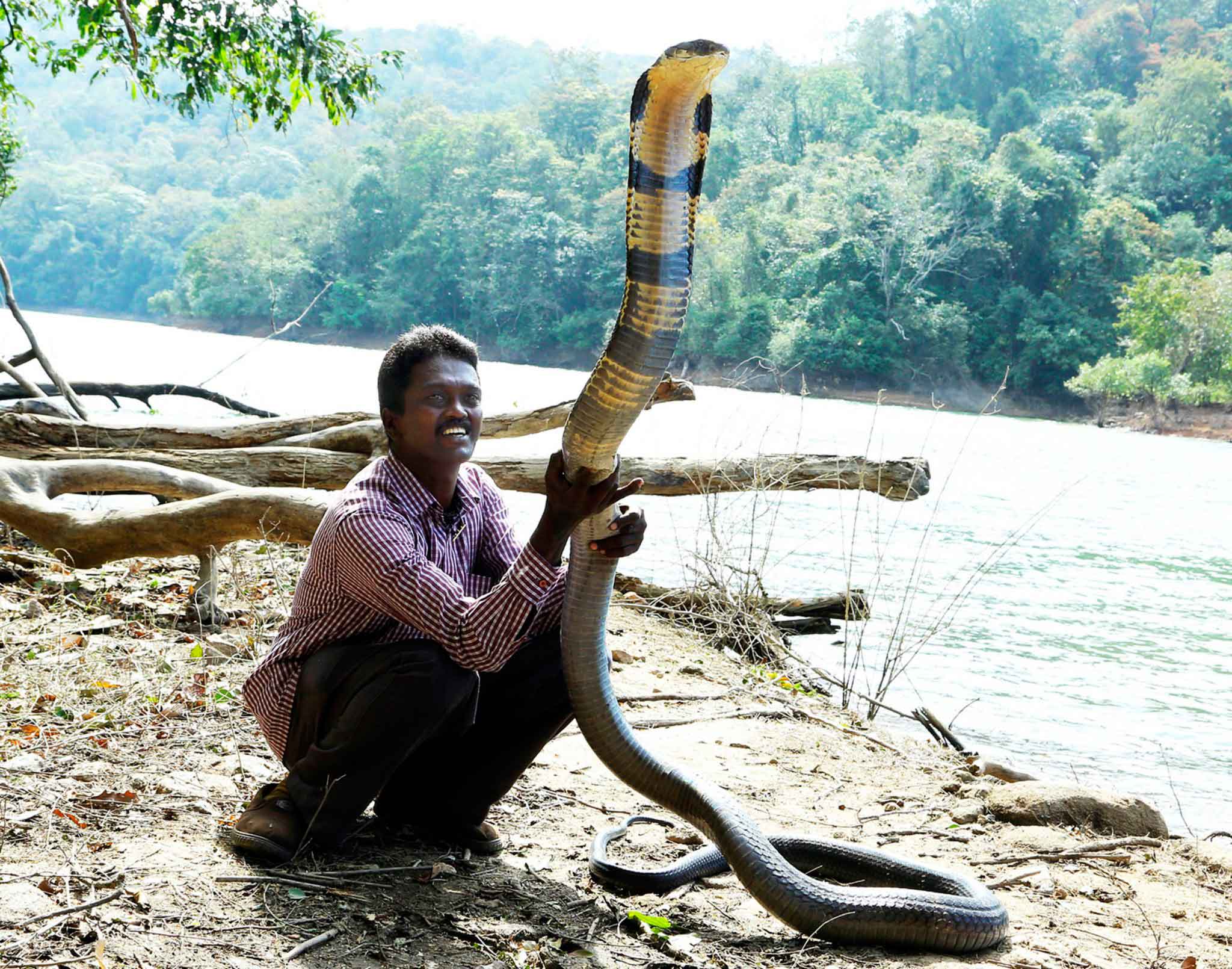 How Big Can King Cobras Get Max Size & Lifespan