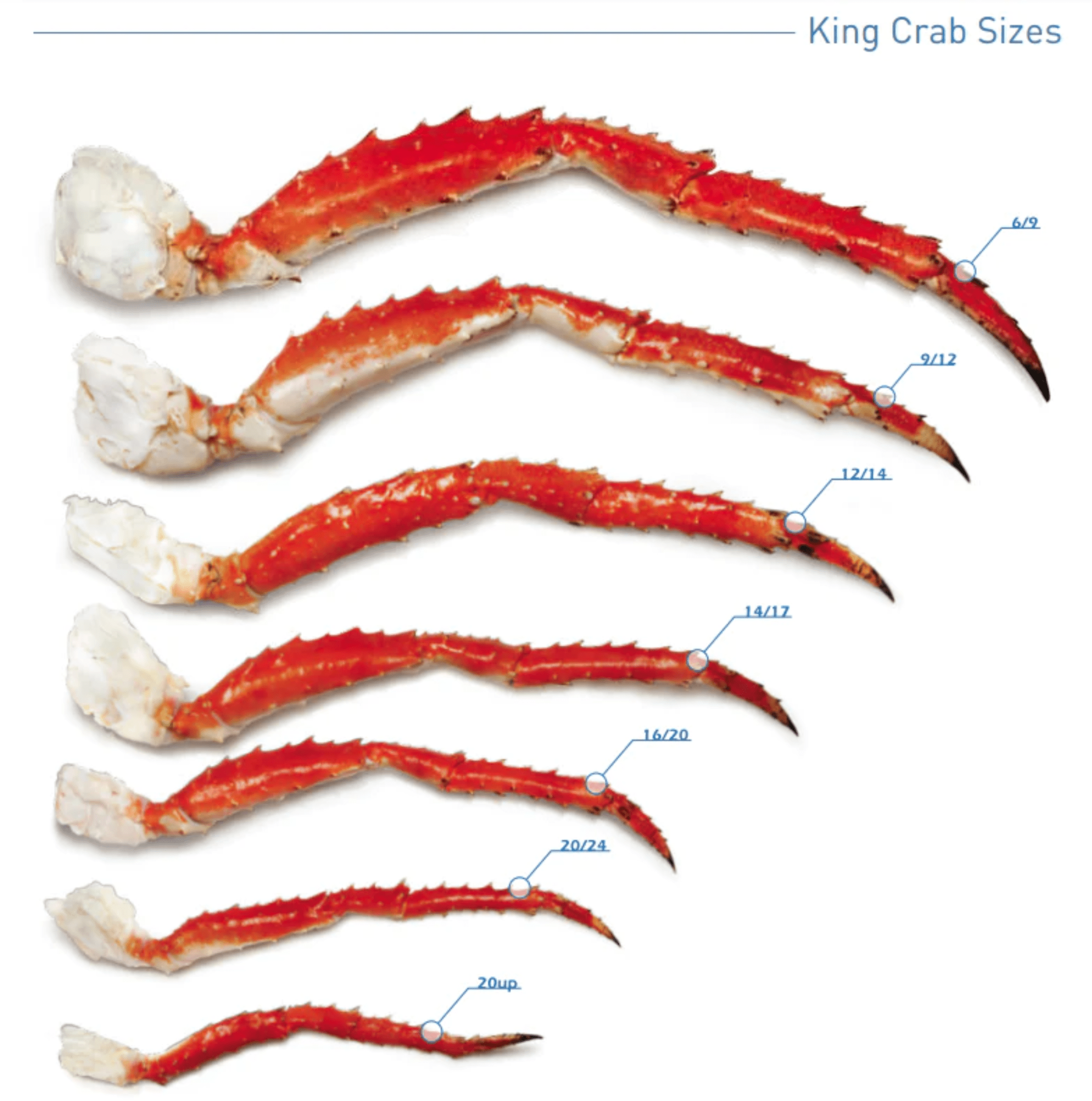 The Ultimate King Crab Size Guide: How Big Can They Get