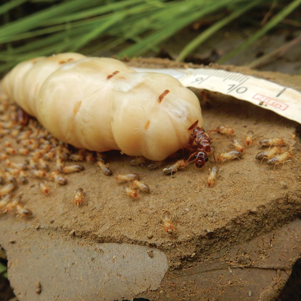 Queen Termite Size: How Big Can They Get