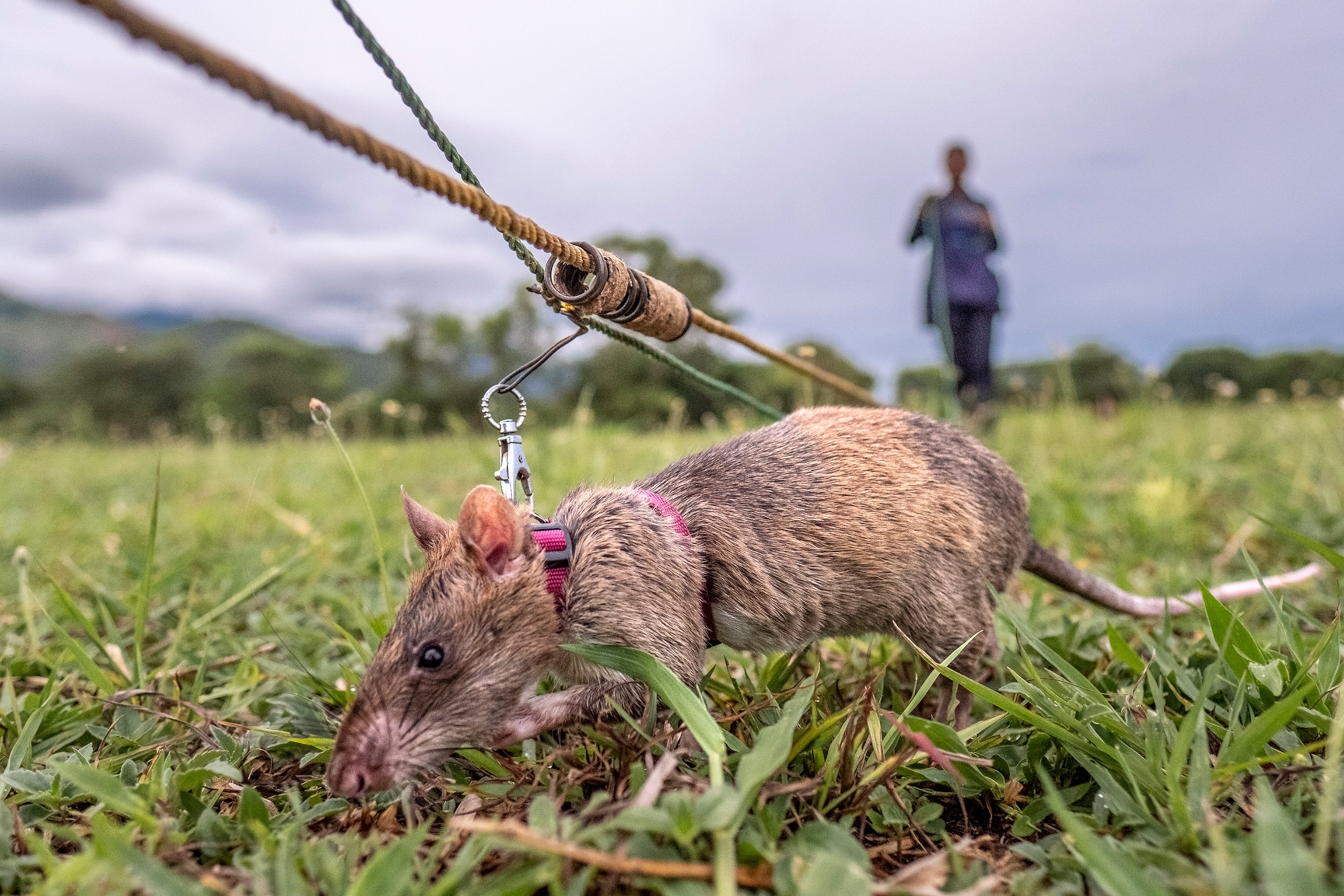 How Big Do Rats Actually Get And What Species You Need To Watch For