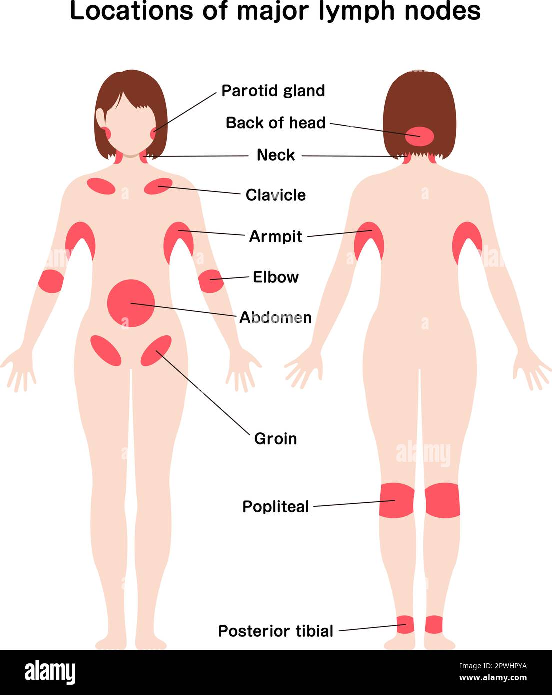 What You Need To Know About How Big Can Swollen Lymph Nodes Get