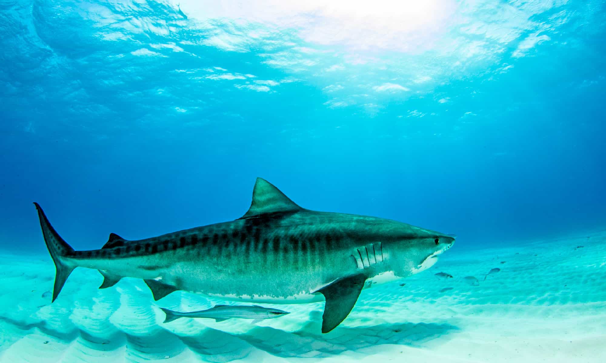 How Big Can Tiger Sharks Get? Unlocking The Maximum Size Of The Ocean’s Giants