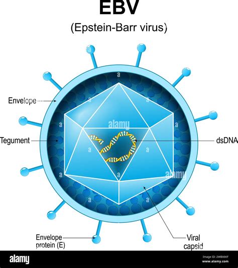 How Common Is Epstein Barr Virus
