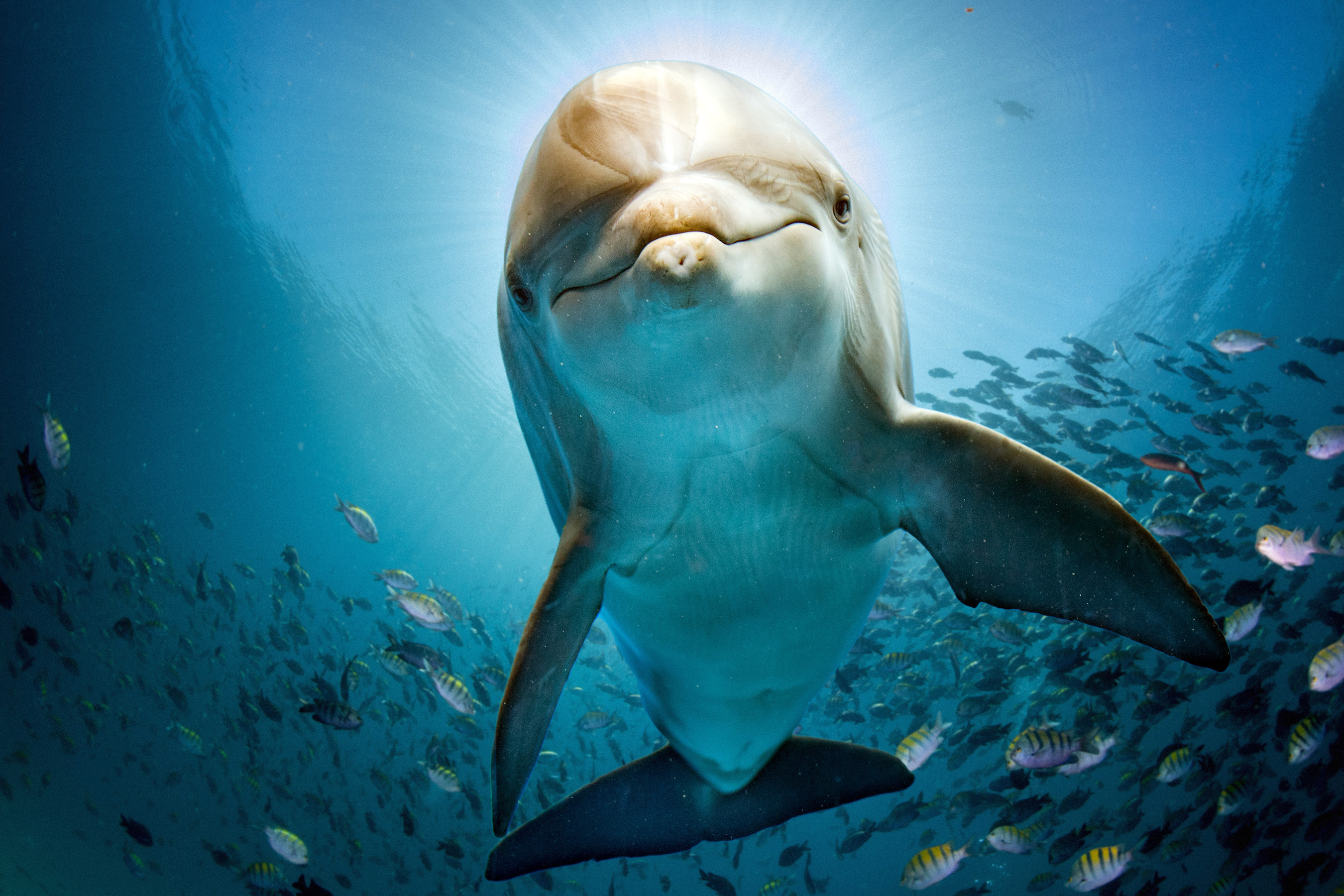 How Deep Can Dolphins Dive? The Surprising Truth About Their Underwater Limits
