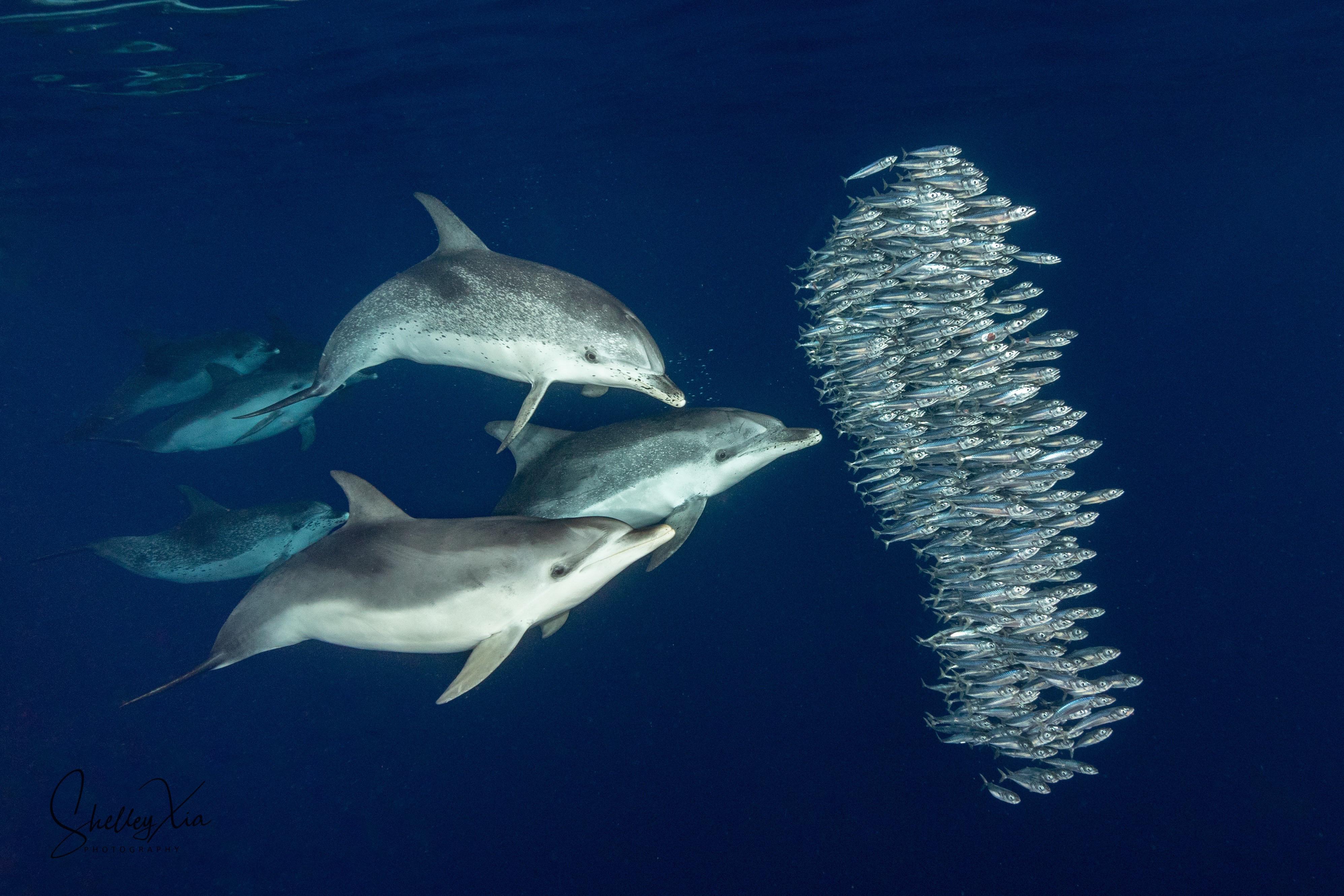How Deep Can Dolphins Go While Hunting In The Ocean