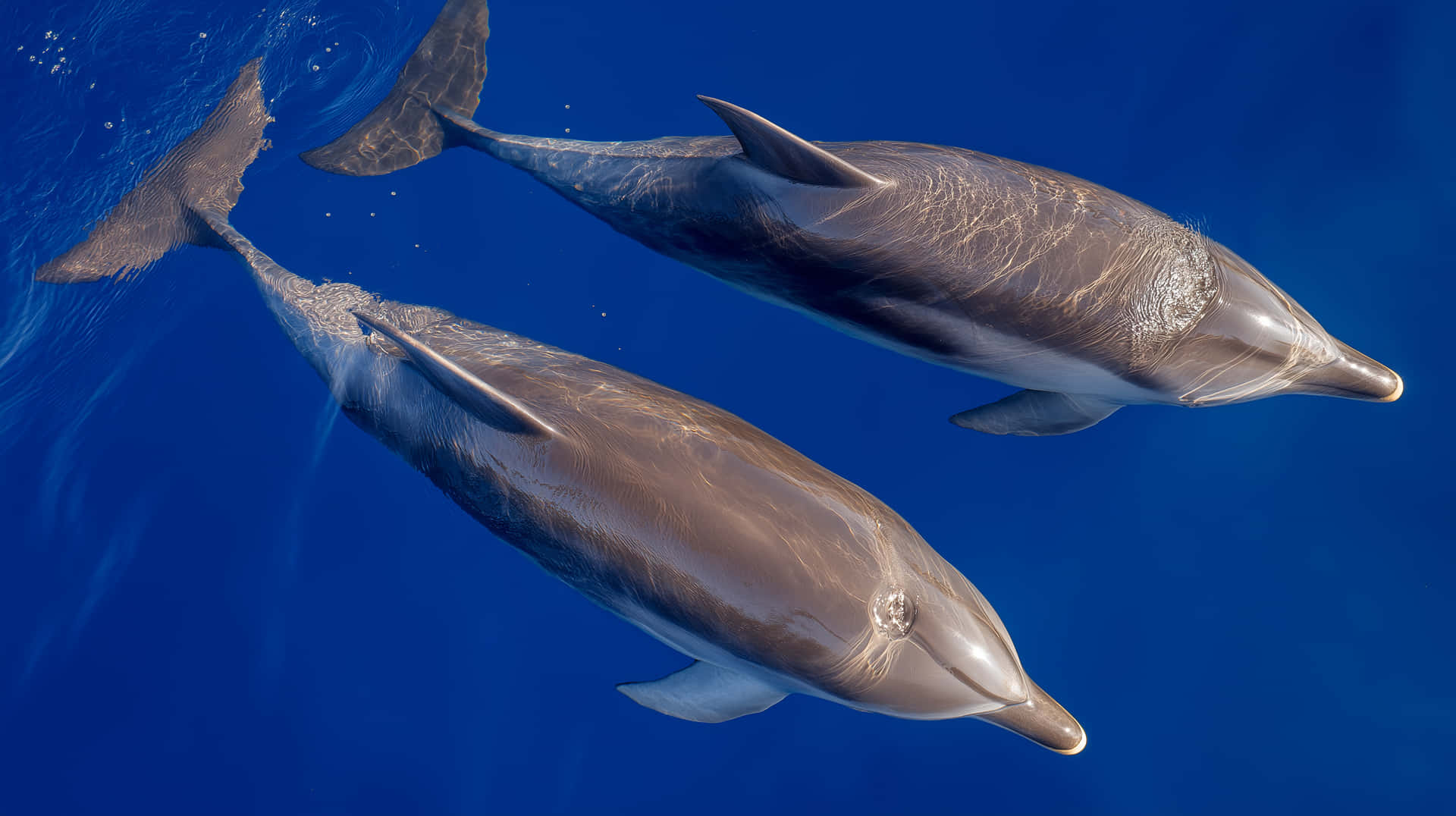 Understanding The Deep: How Deep Can Dolphins Swim?