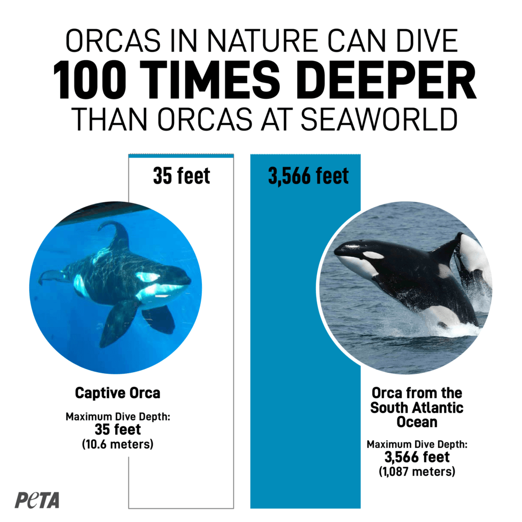How Deep Can Orcas Swim The Deepdiving Mystery Of Orcas Explained