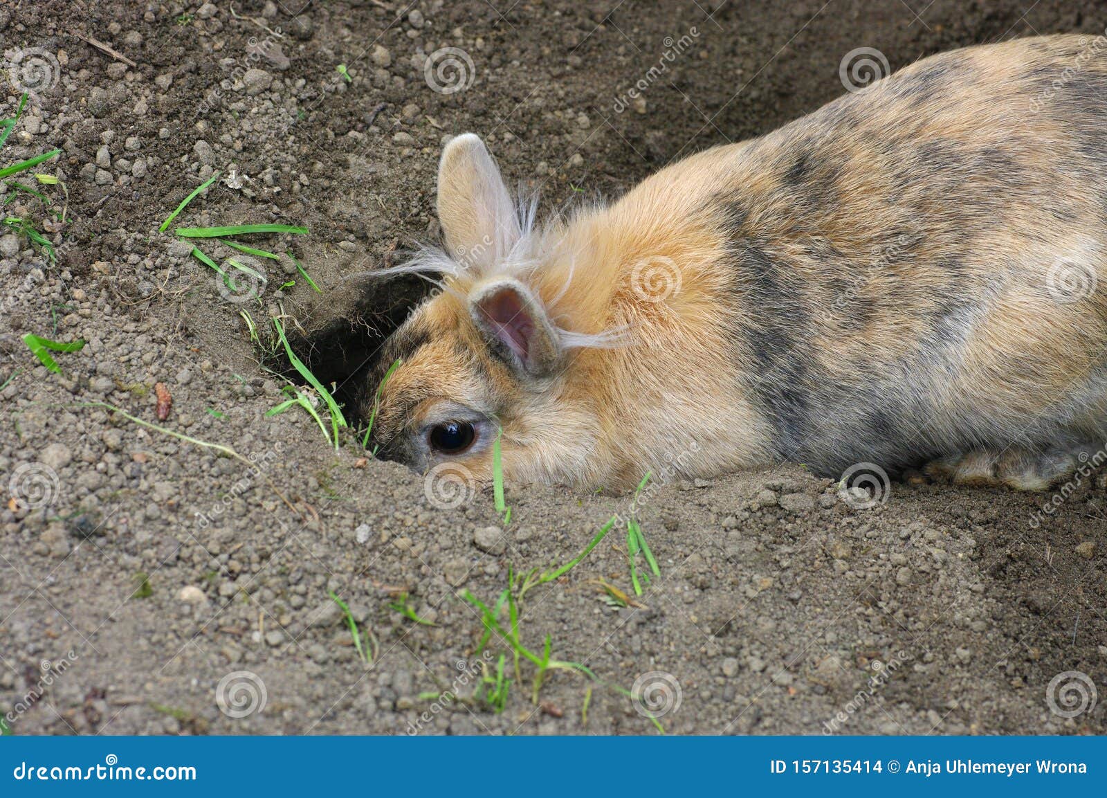 How Deep Can Rabbits Burrow And Why It Matters For Your Garden