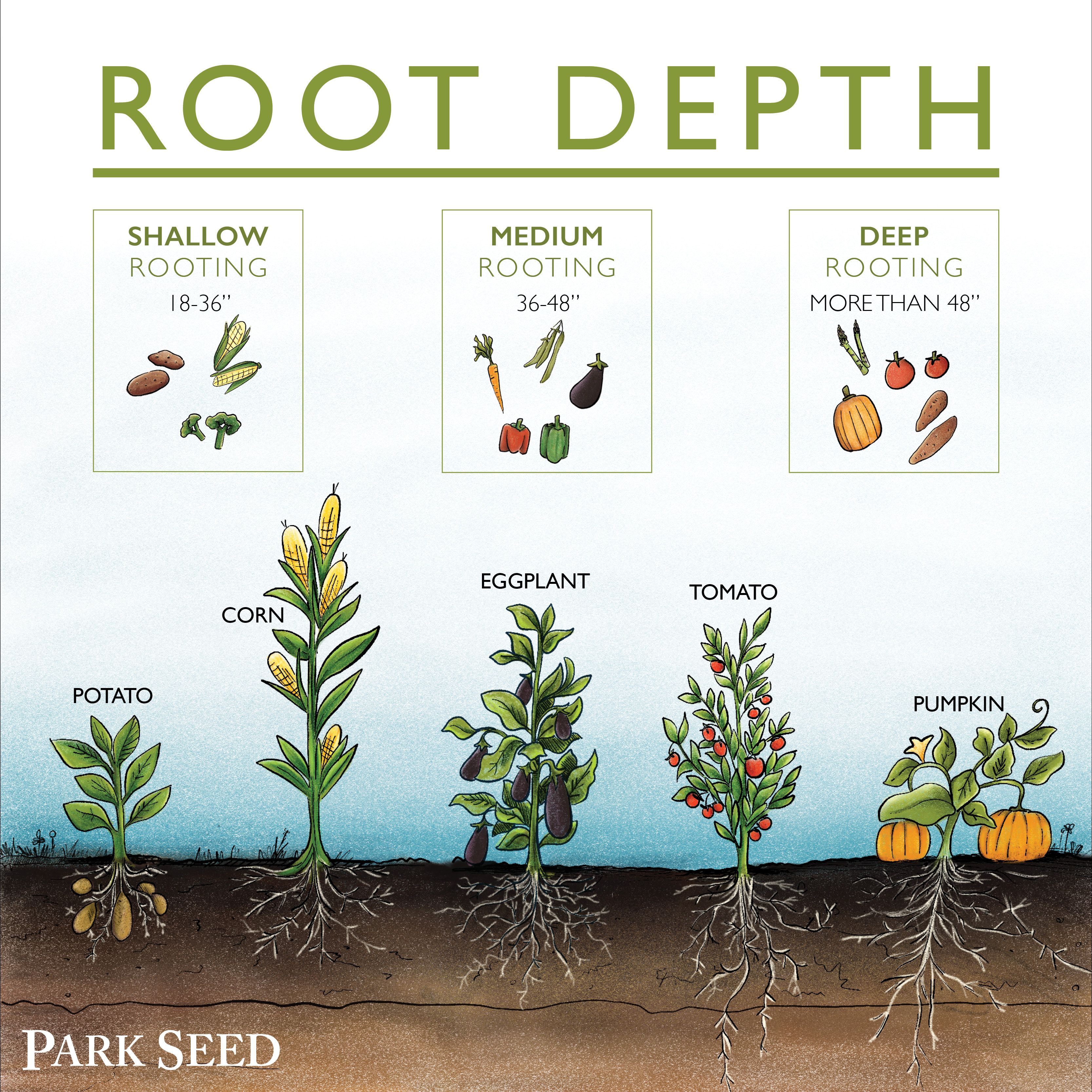 How Deep Do Roots Go The #1 Factor You’re Missing