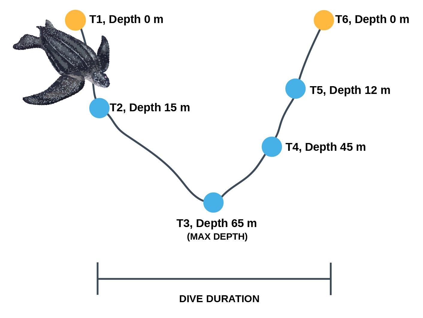 Diving Deeper: How Deep Can Sea Turtles Actually Go