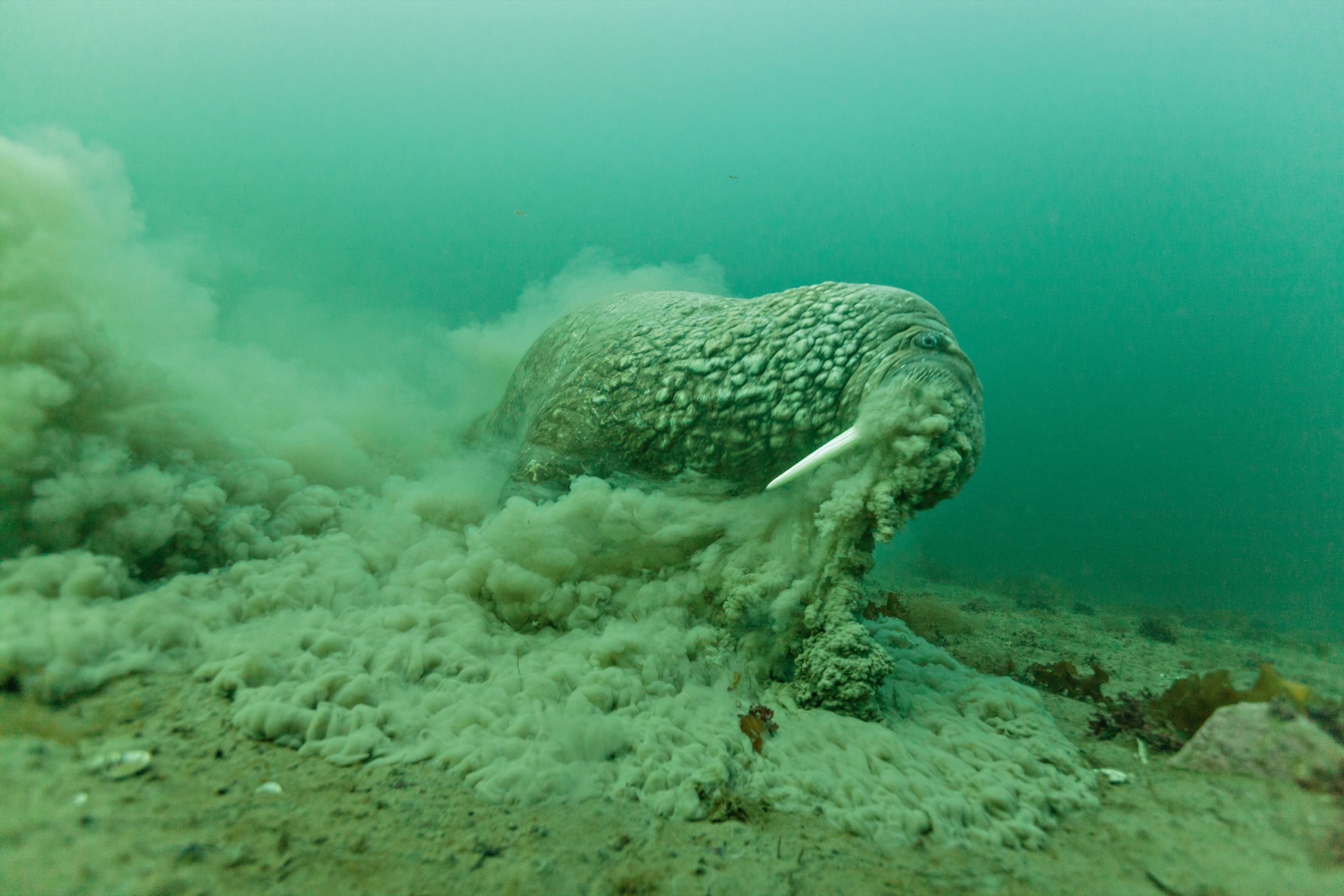 How Deep Can Walruses Dive To Find Food In Frigid Waters