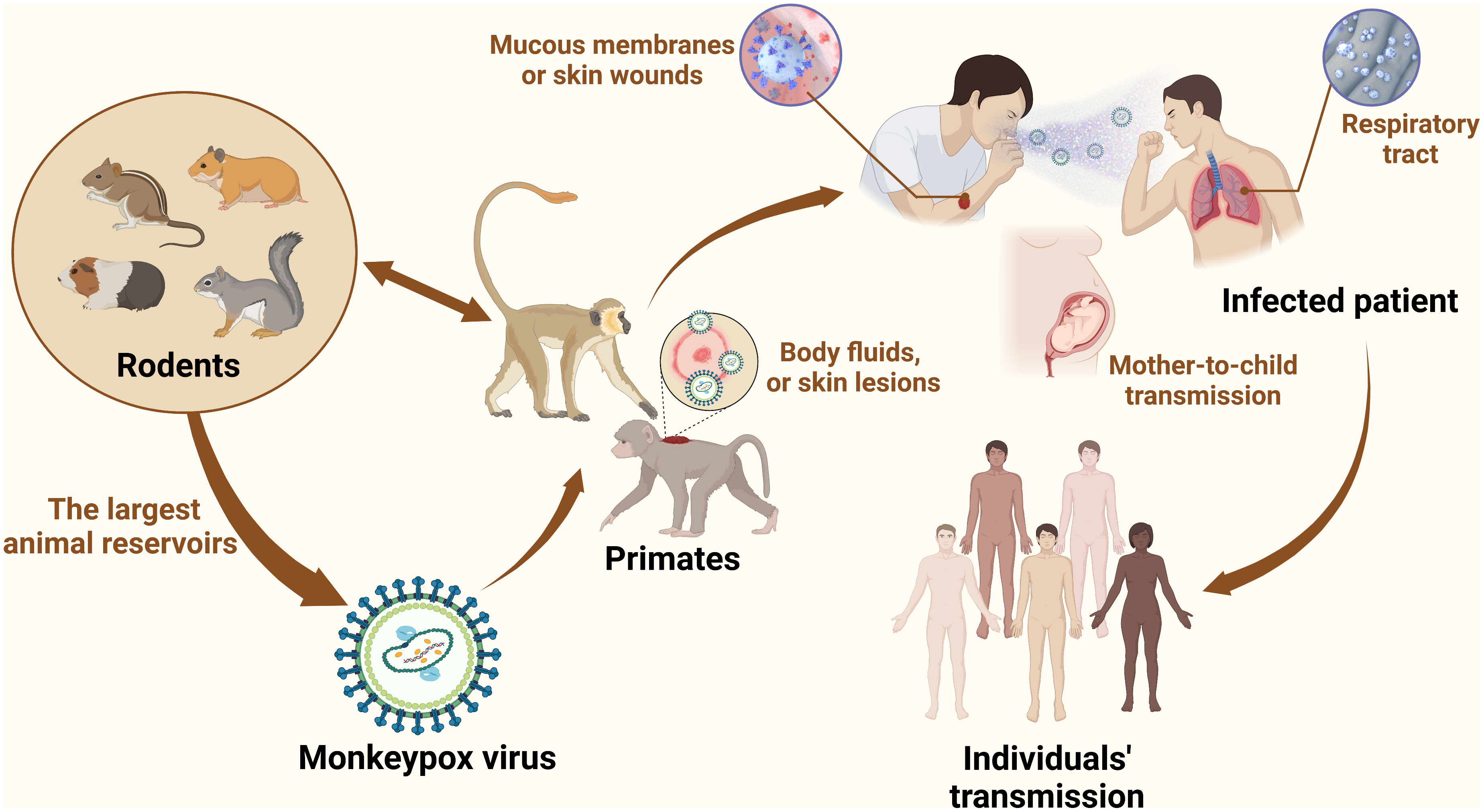 Where Did Viruses Come From Evolution History