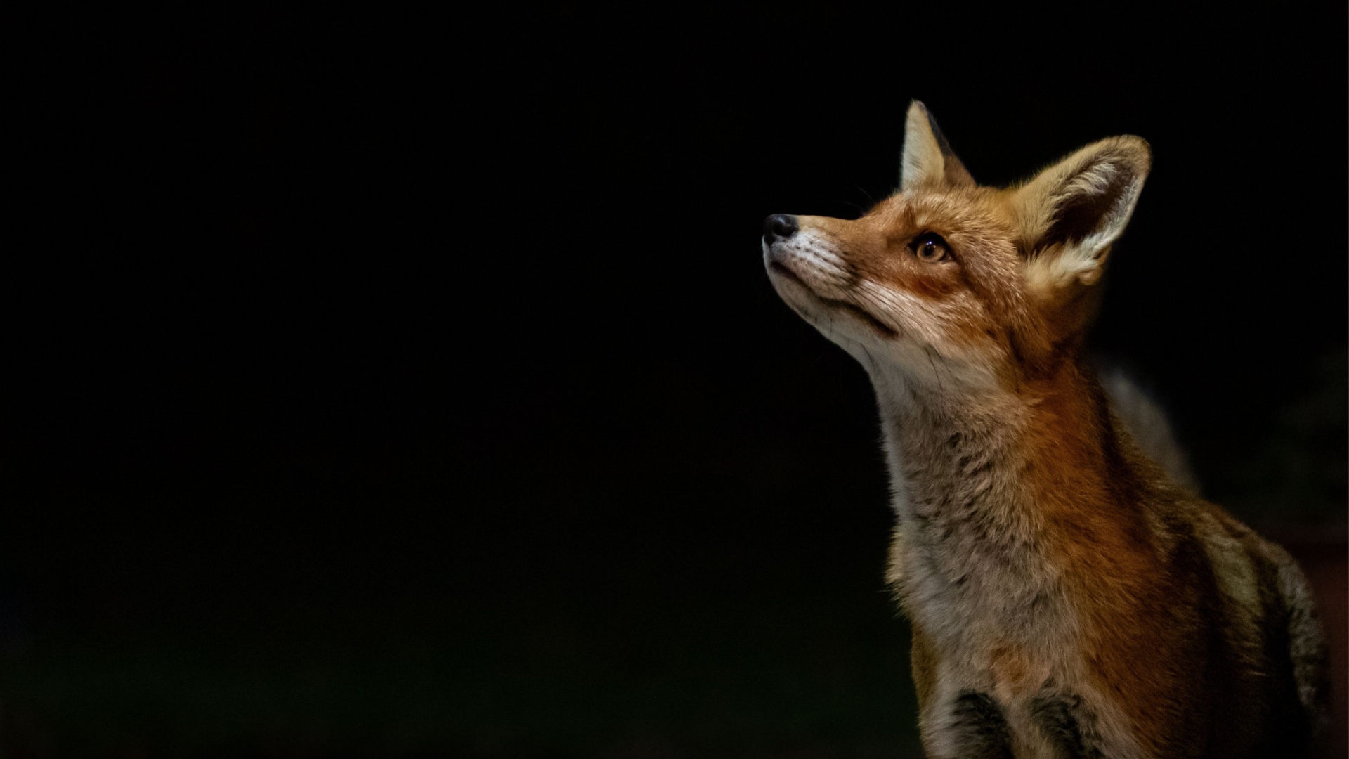 How Animals See In The Dark: A Survival Guide