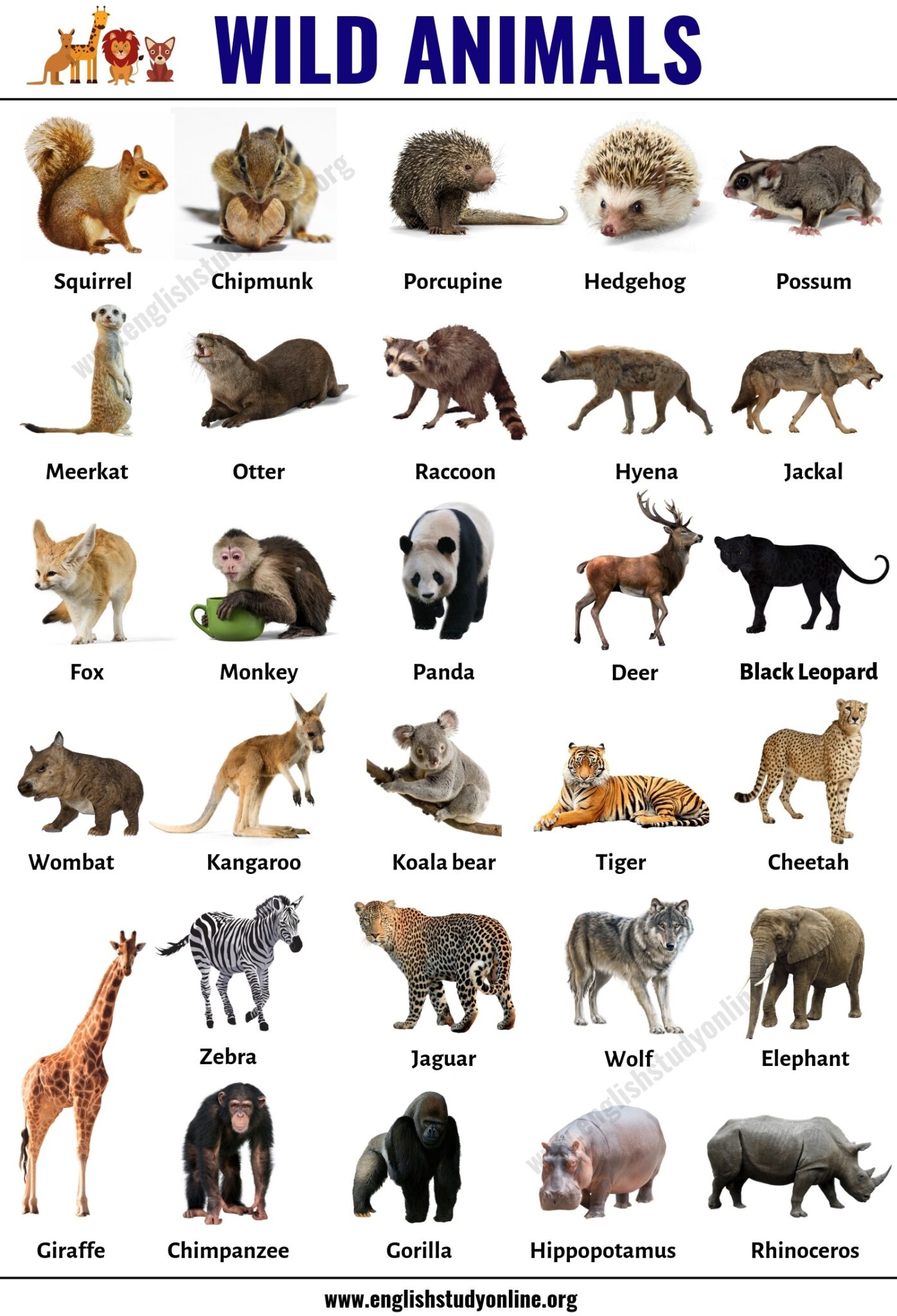 How Do Animals View Other Animals In The Wild