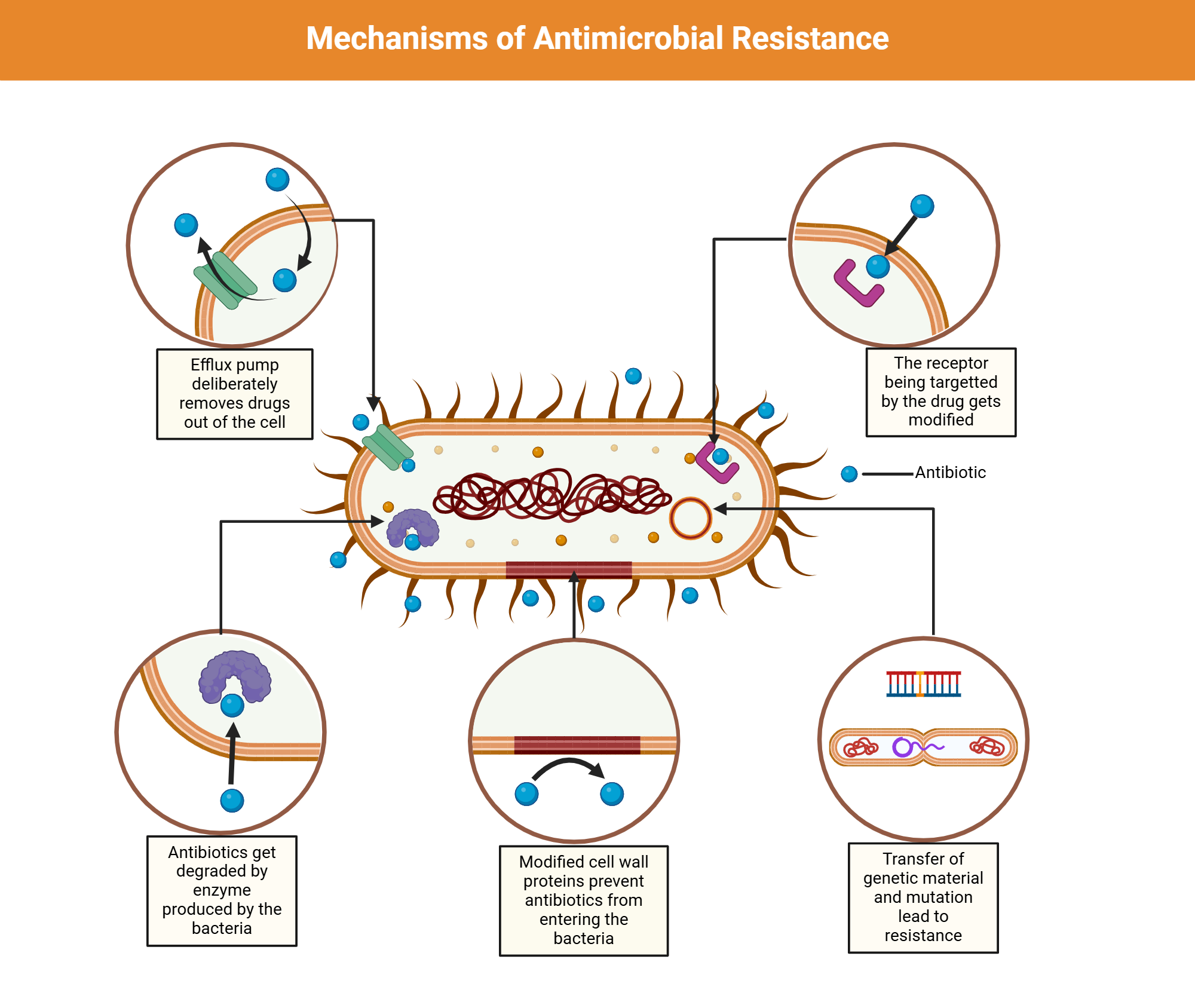 How Do Bacteria Become Resistant: The Hidden Mechanisms Explained
