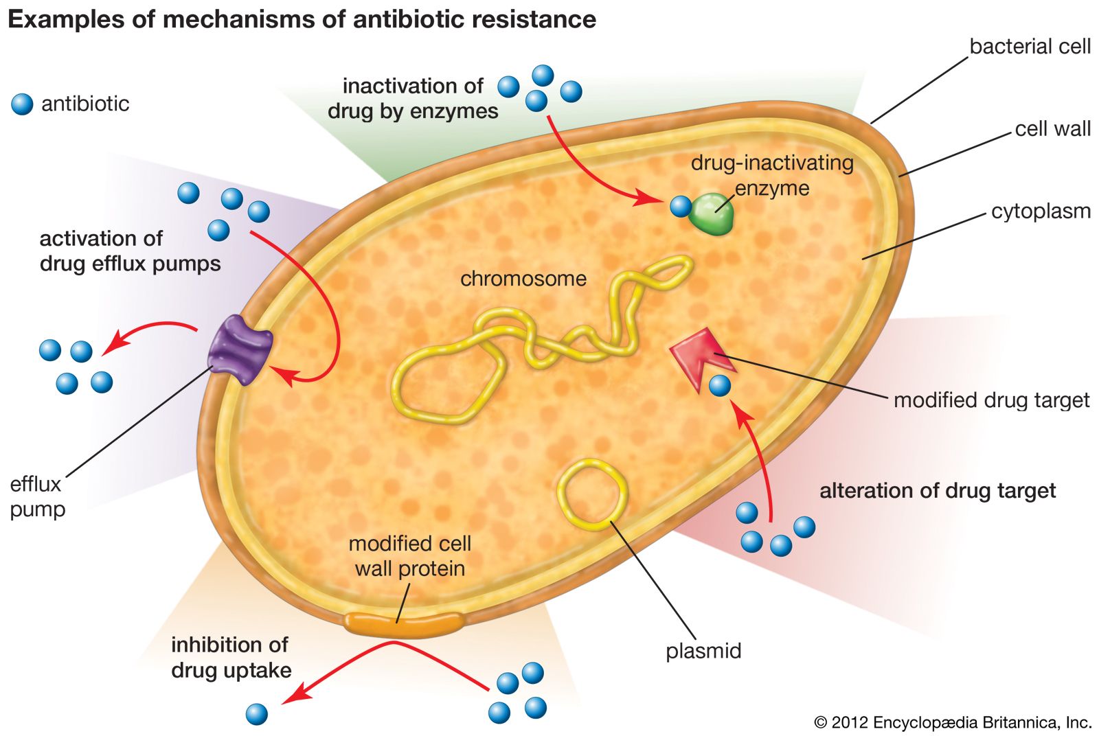 How Do Bacteria Damage Cells: Mechanisms To Know