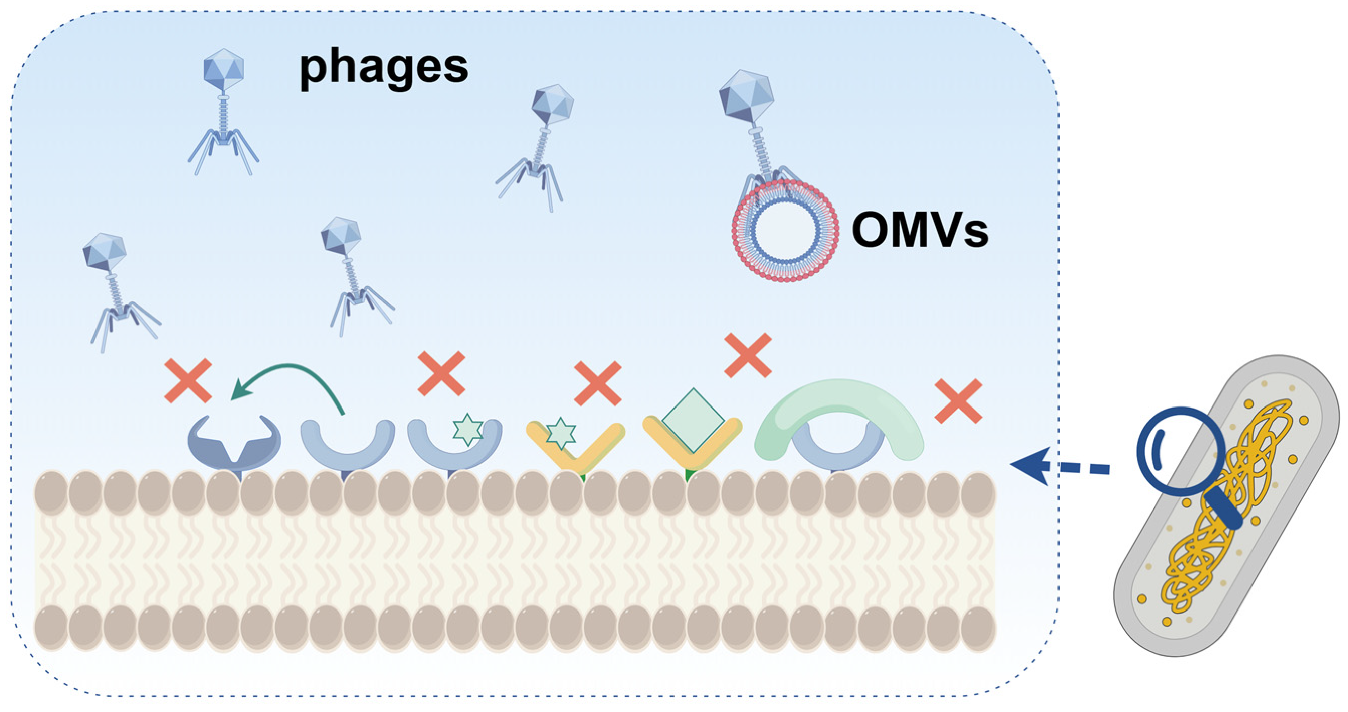 How Bacteria Defend Themselves Against Phages