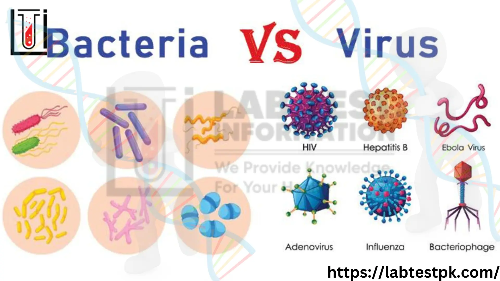 How Bacteria And Viruses Actually Differ: A Simple Guide