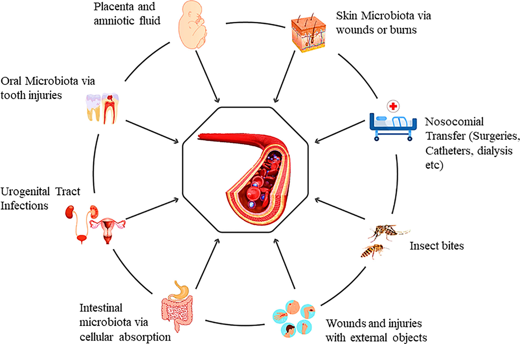 How Bacteria Enter The Body: The Most Common Entry Points Explained