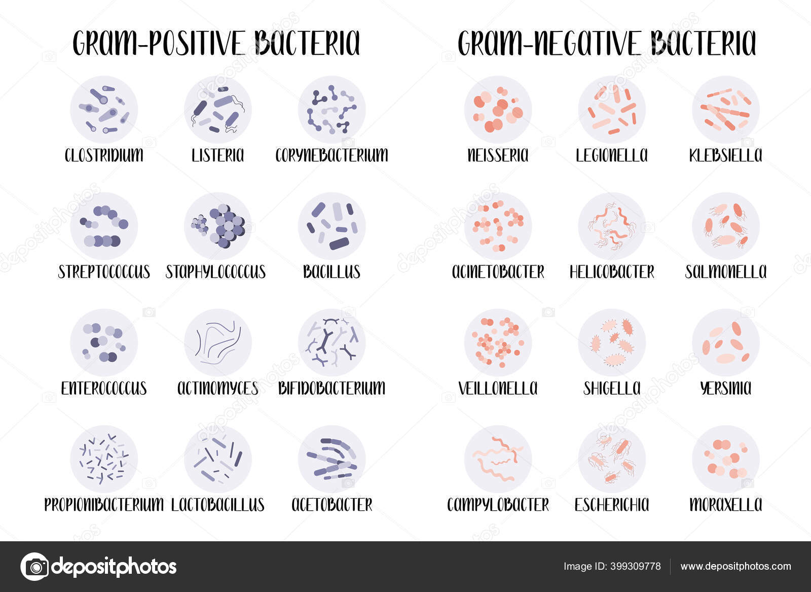 How Do Bacteria Positively And Negatively Affect Humans