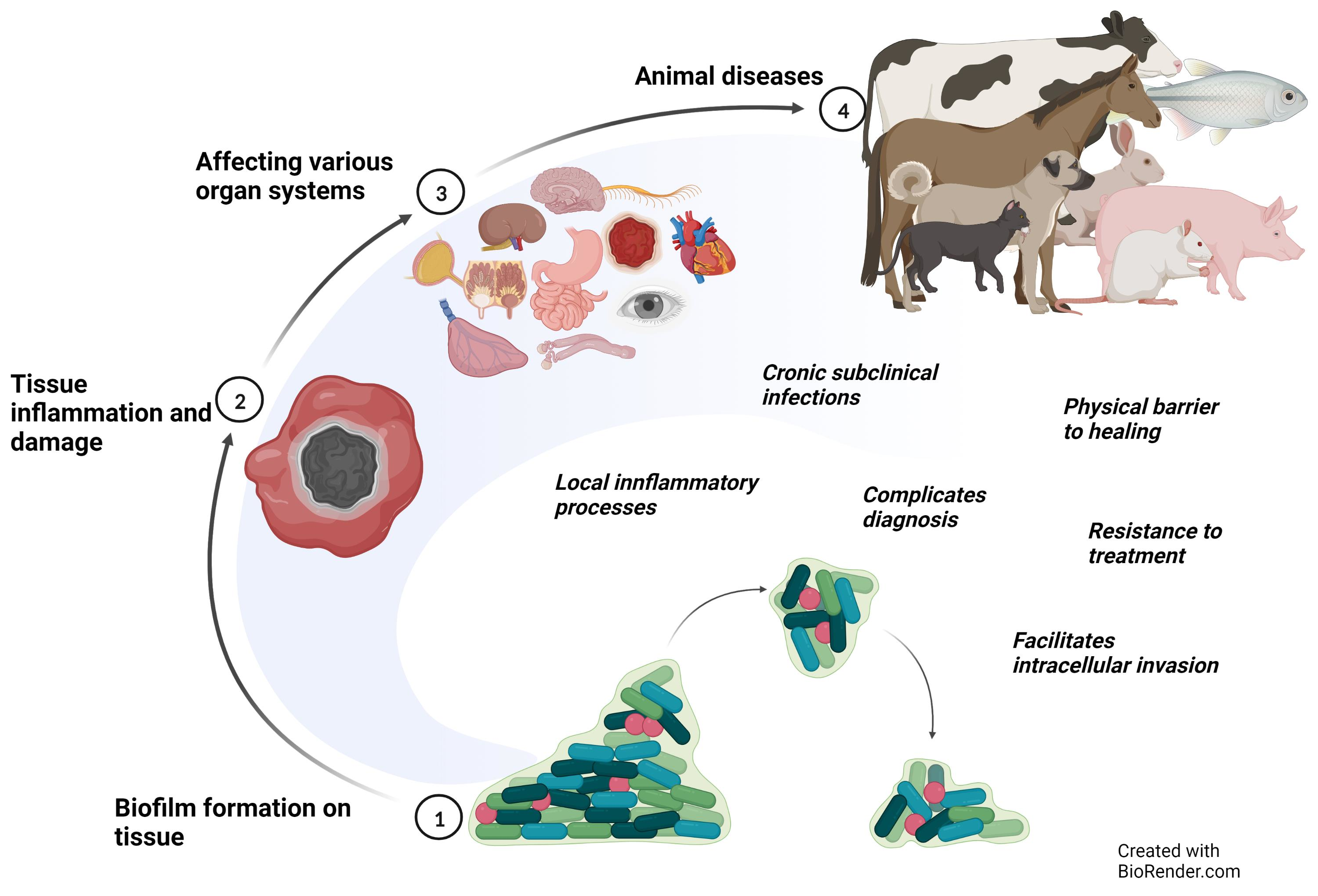 How Do Bacteria Obtain Food And Survive