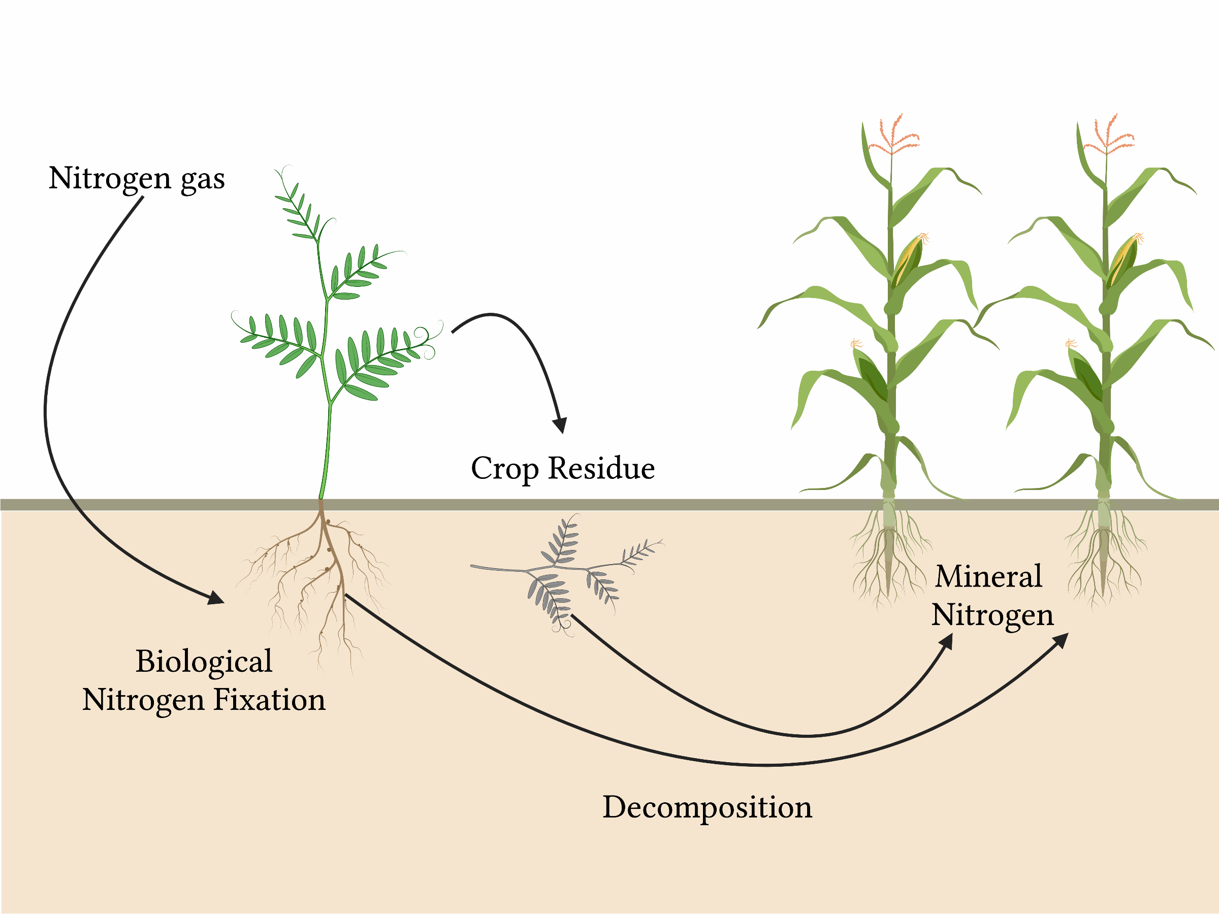 How Do Bacteria Obtain Nitrogen? A Simple Breakdown