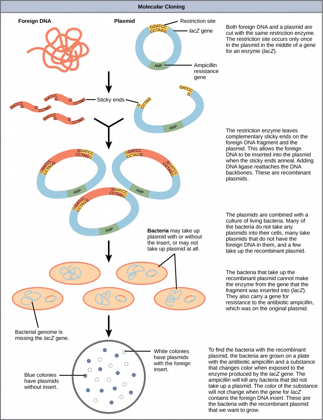 How Do Bacteria Take Up Plasmids: The Mechanics Of Transformation