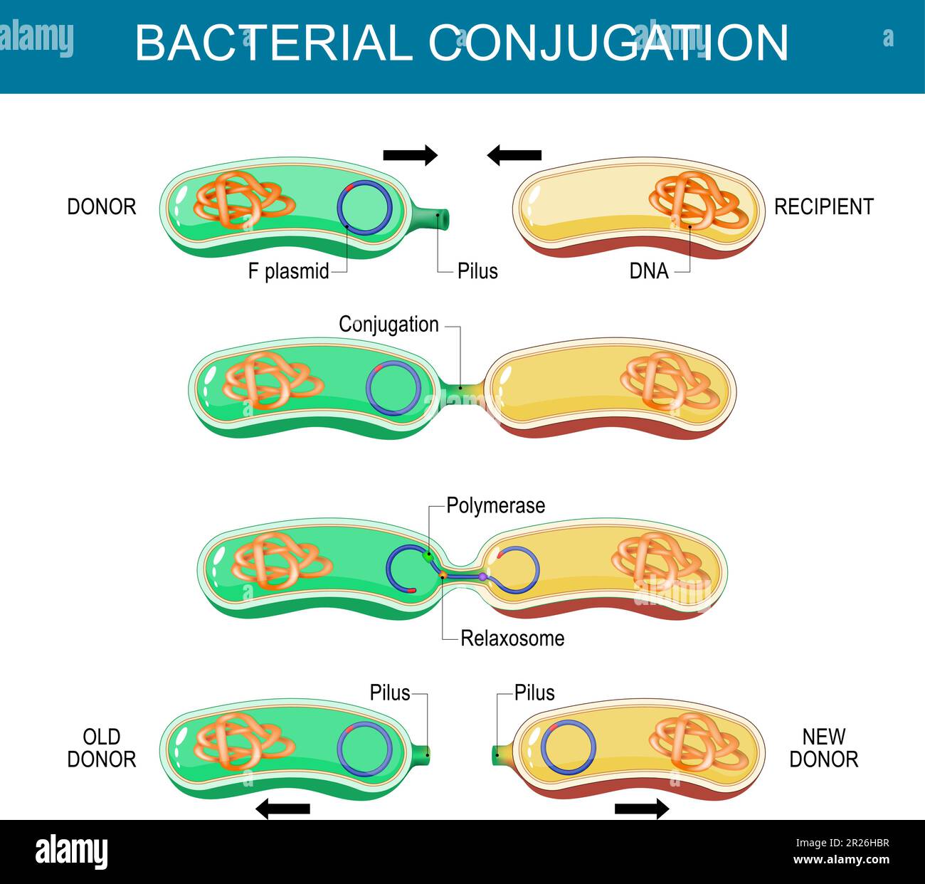 How Do Bacteria Transfer Plasmids Explained