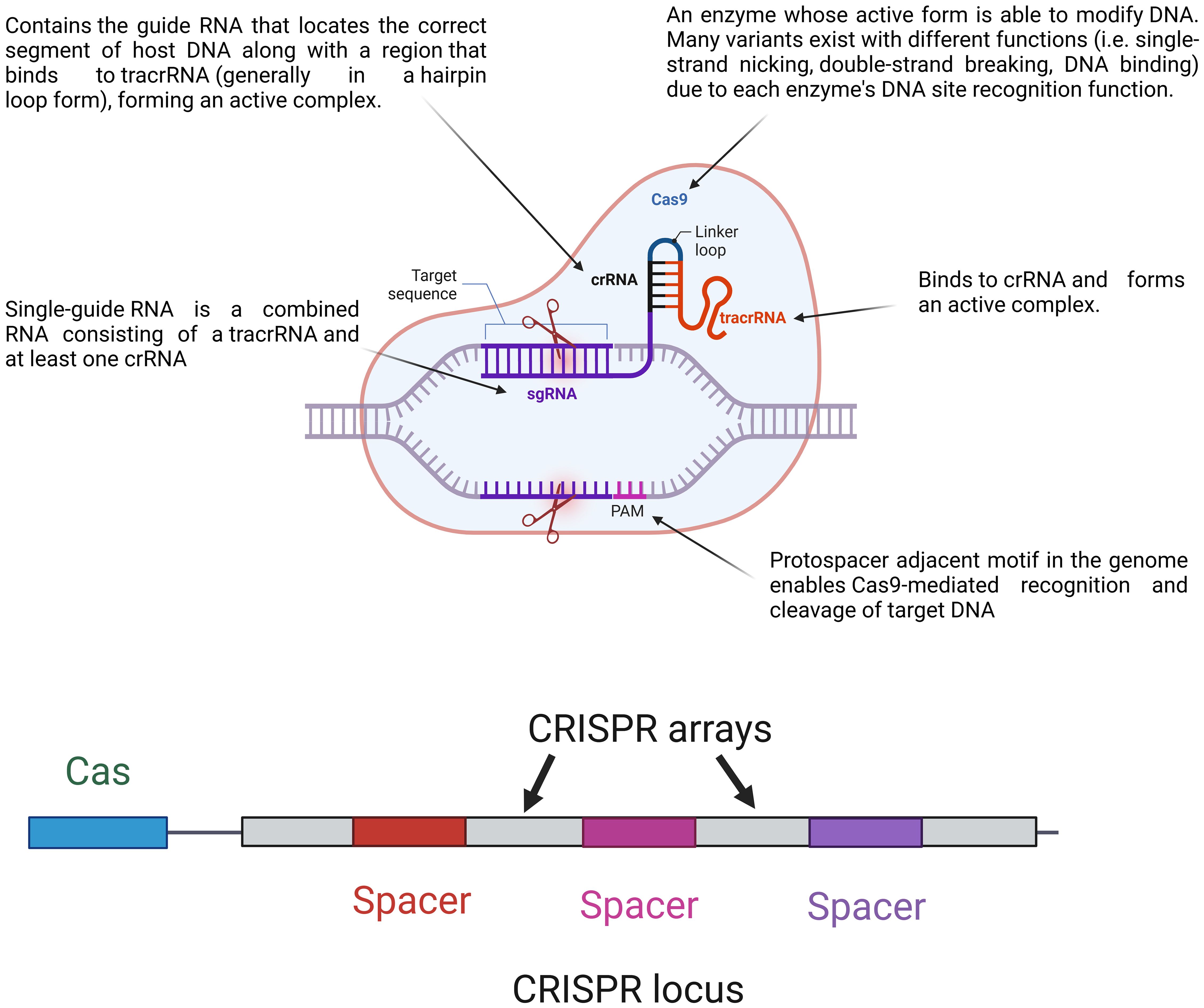 How Bacteria Use Crispr To Fight Viral Infections