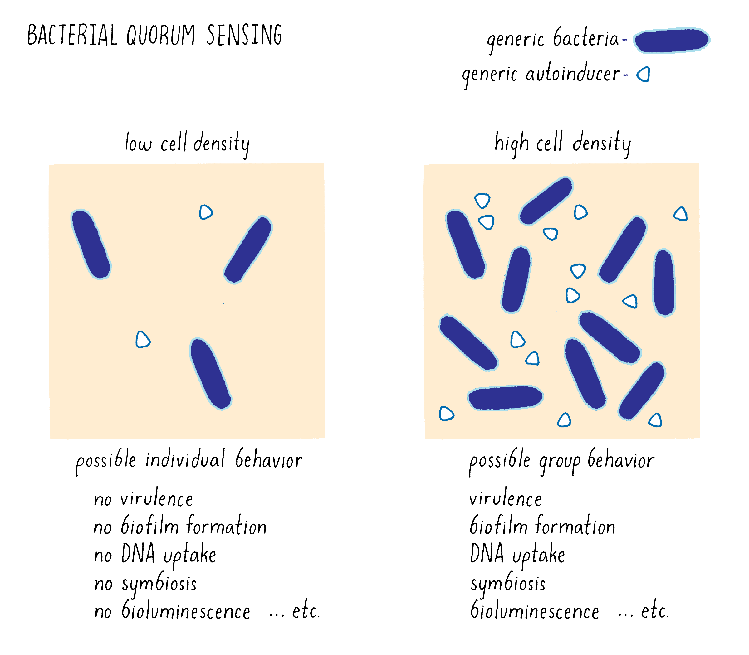 How Do Bacteria Use Quorum Sensing To Talk To Each Other