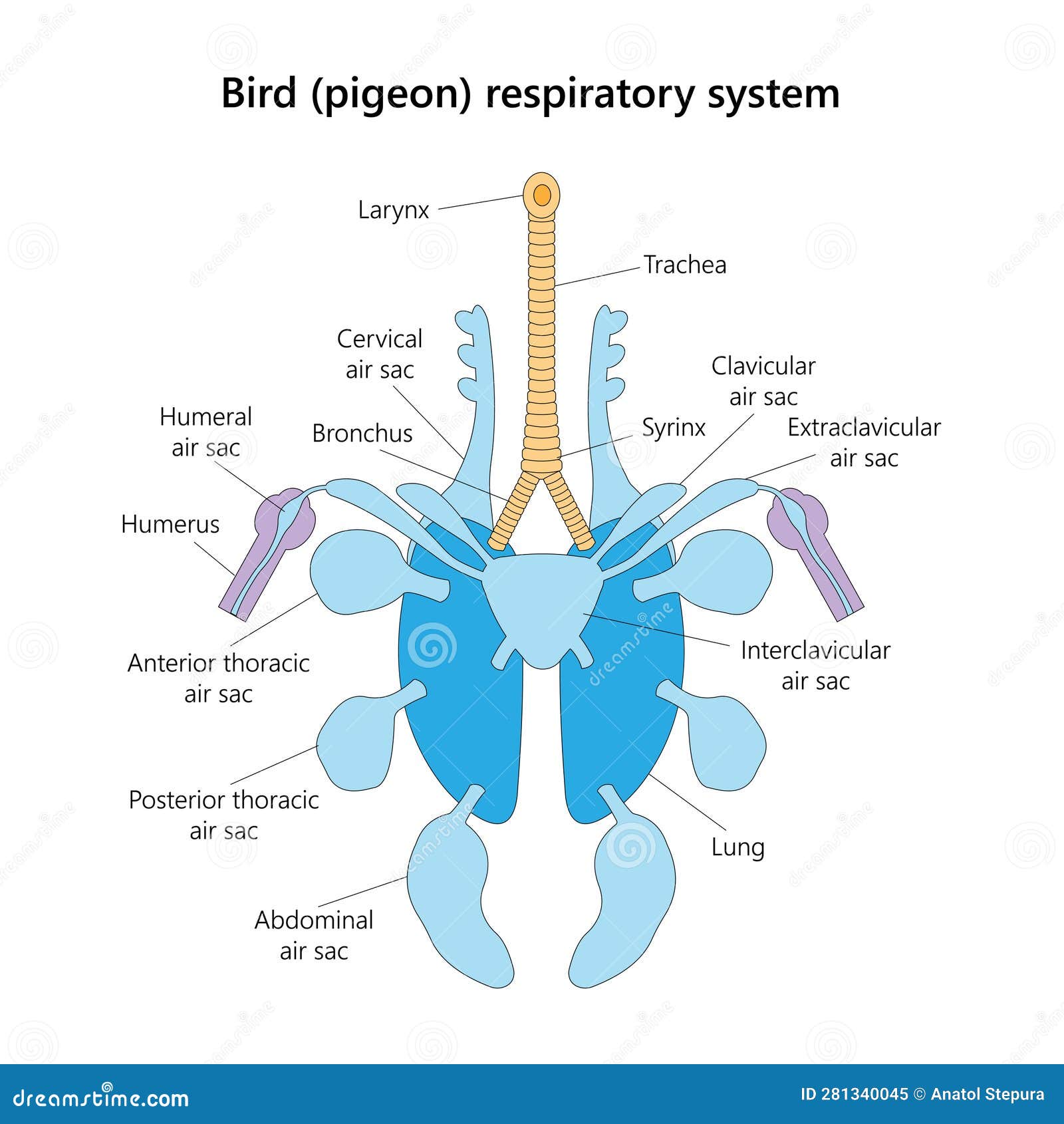 How Bird Lungs Work: A Surprisingly Efficient Design