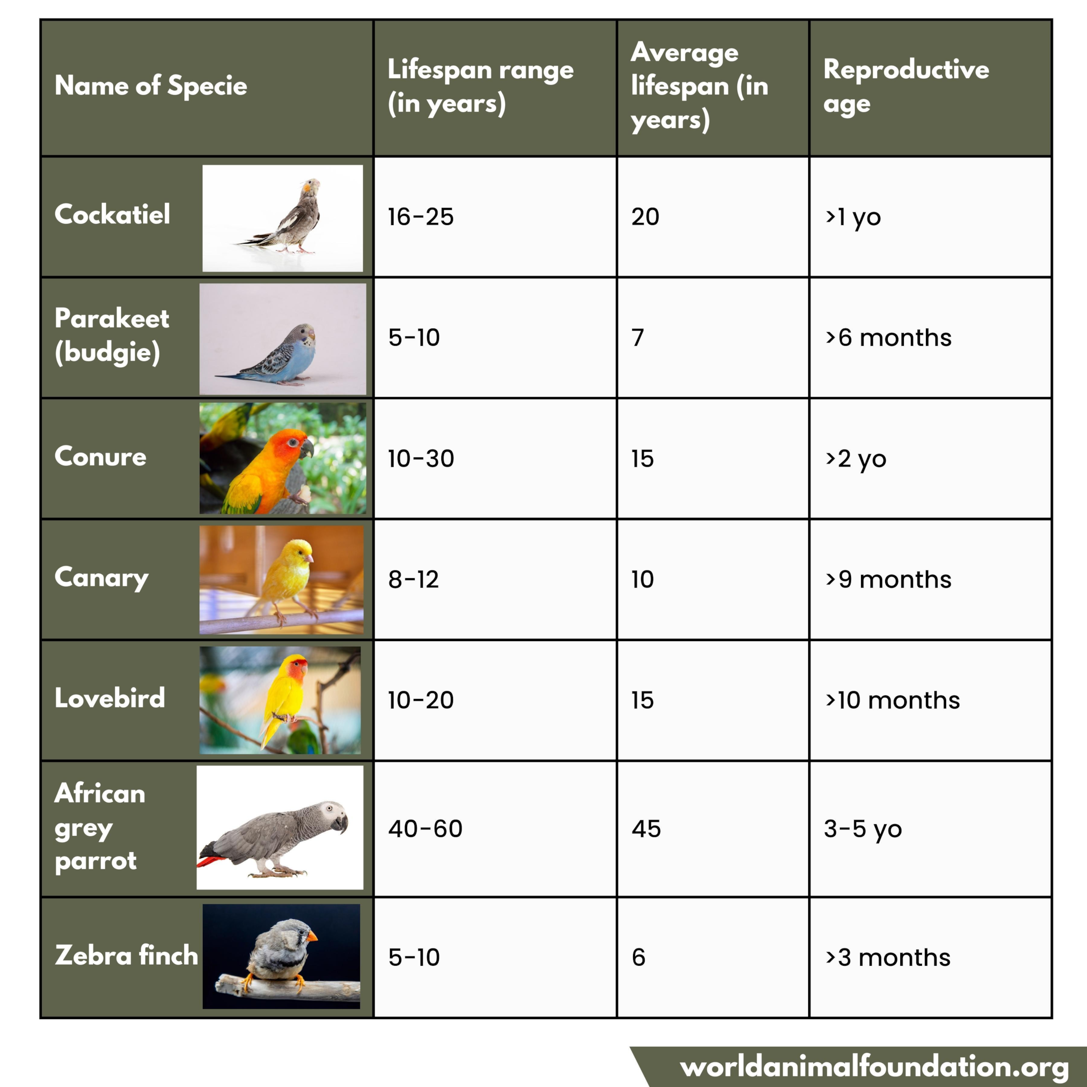 How Do Birds Age: A Guide To Avian Lifespan And Molting