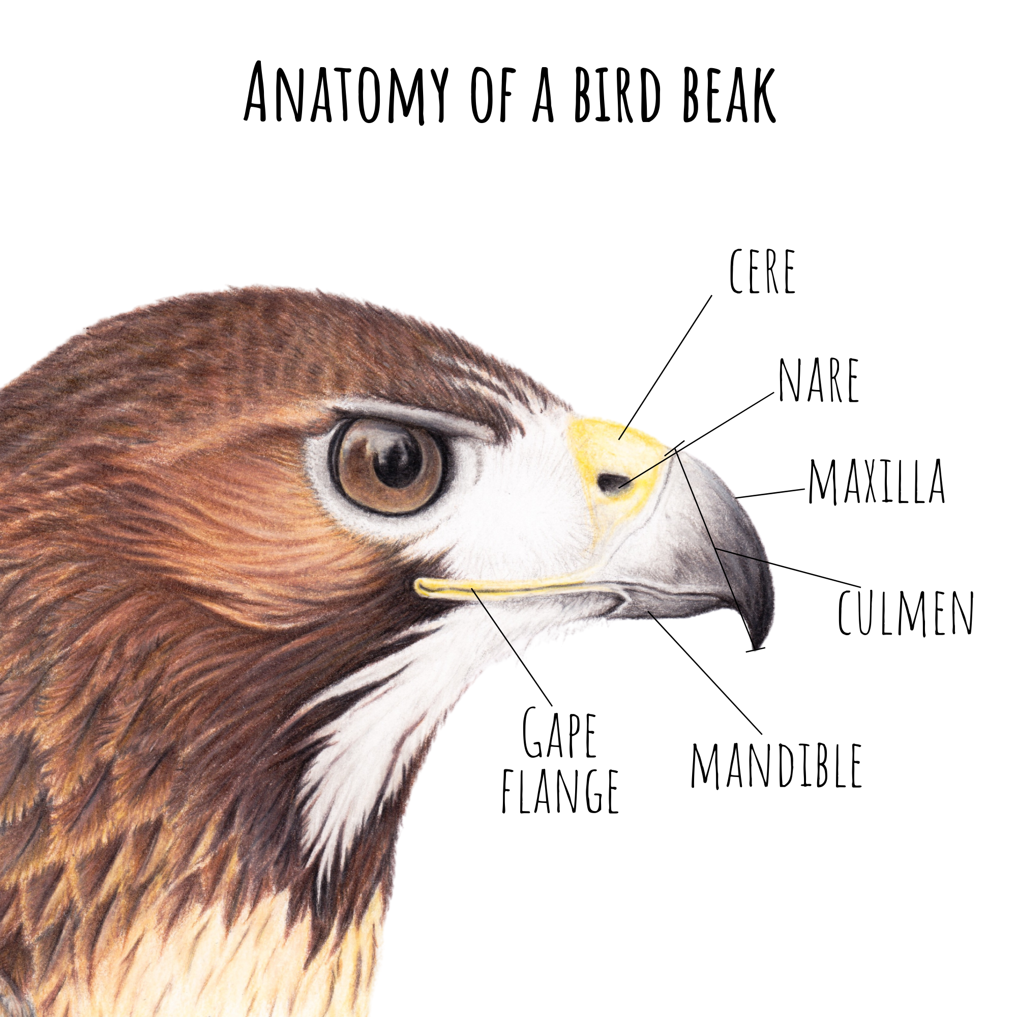 How Do Birds Breathe Short Answer (Anatomy 101)