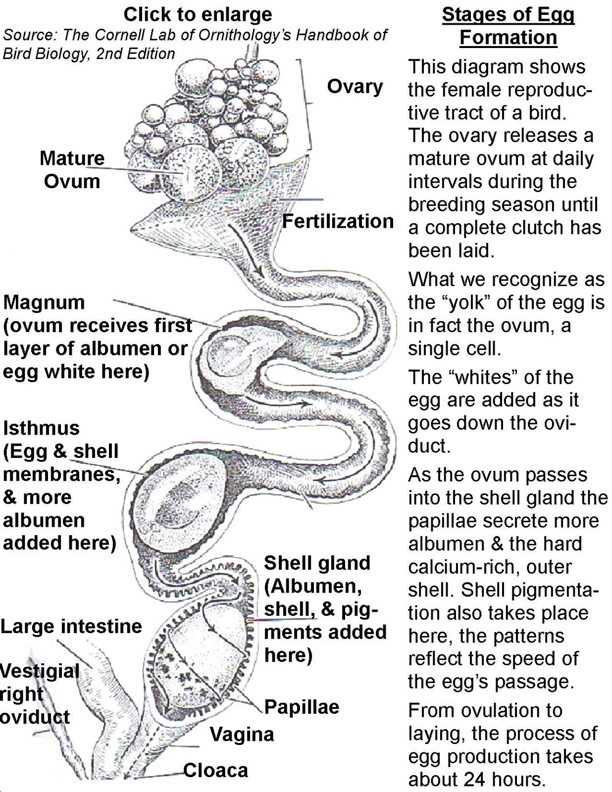 How Do Birds Lay Eggs: Inside One's Reproductive Cycle