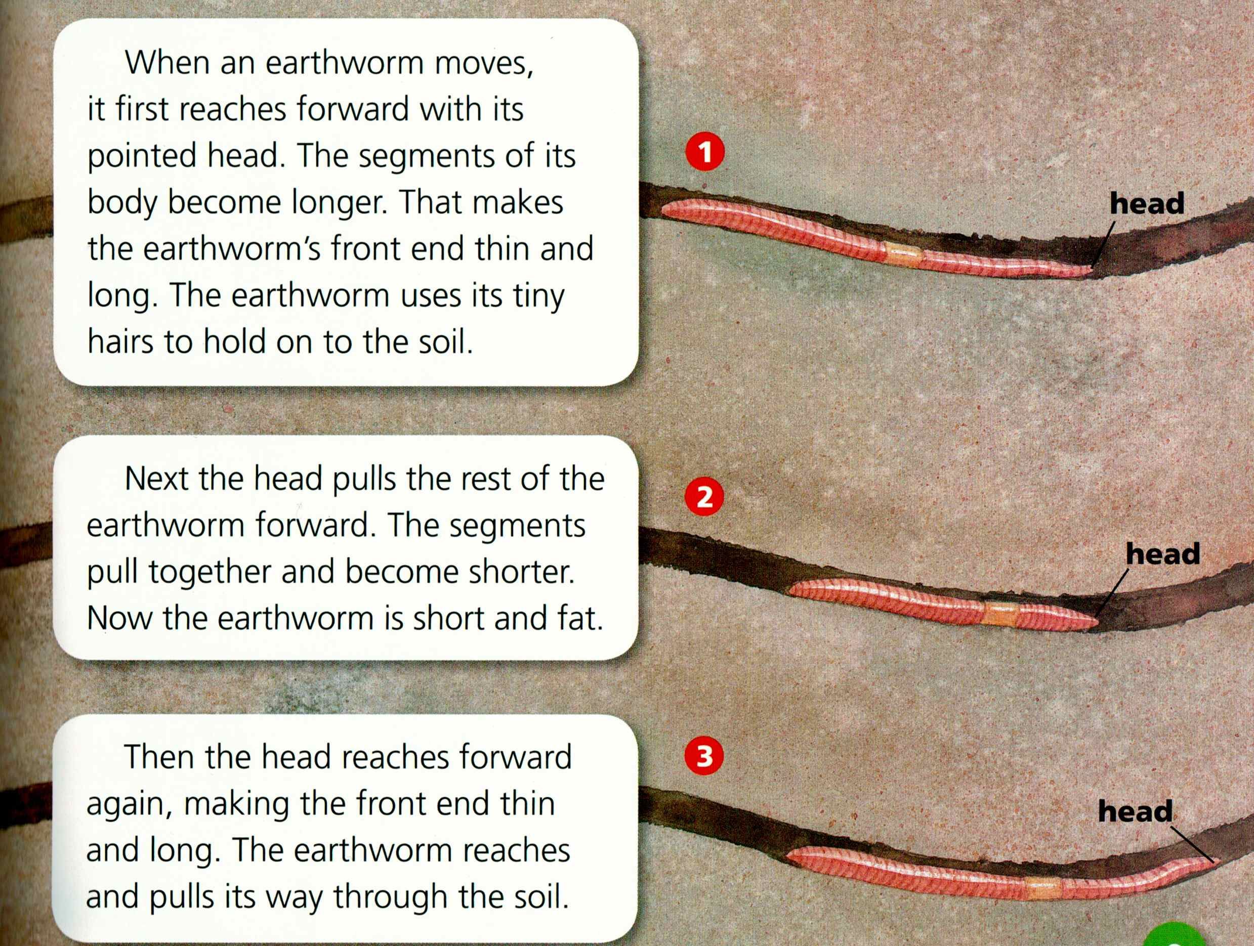 How Do Earthworms Move Quizlet: Real Quick Facts