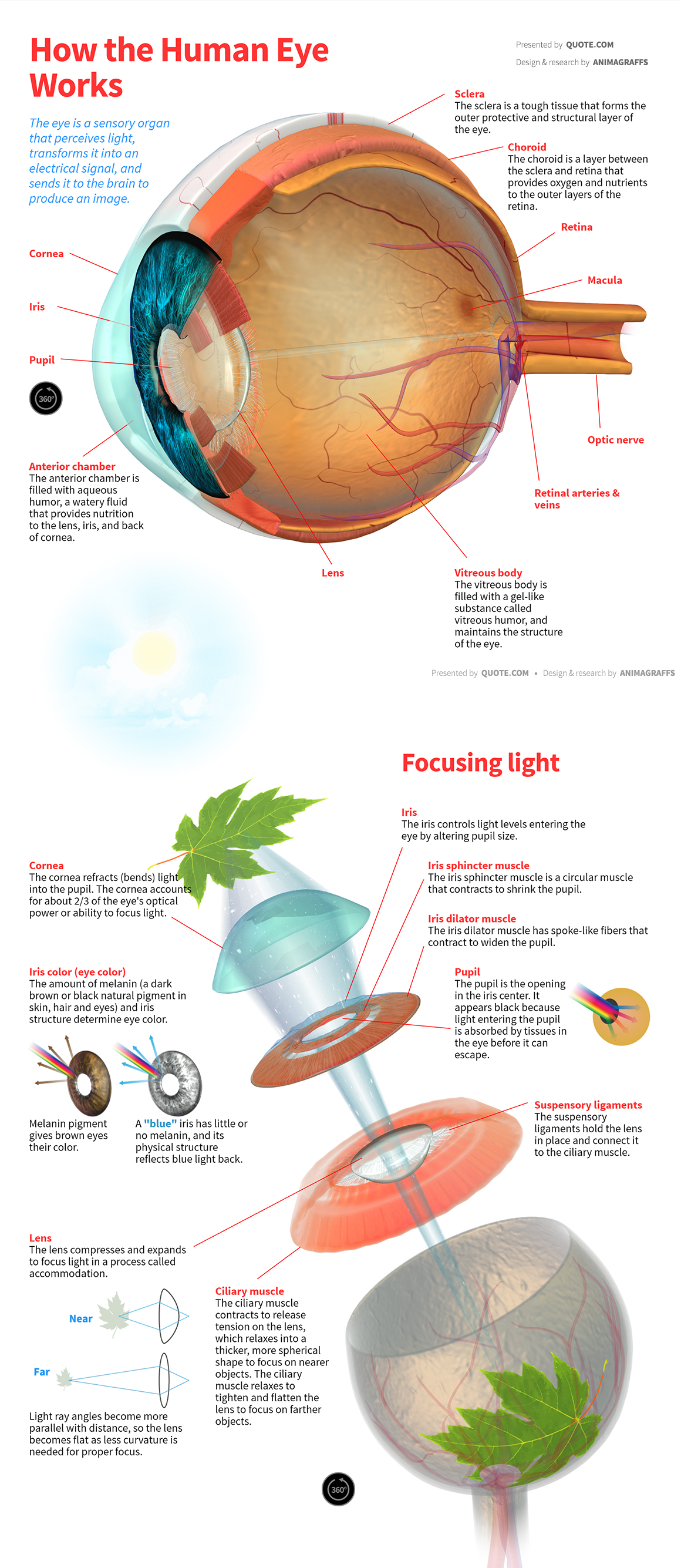 How Eyes Detect Light: A Simple Guide To Human Vision