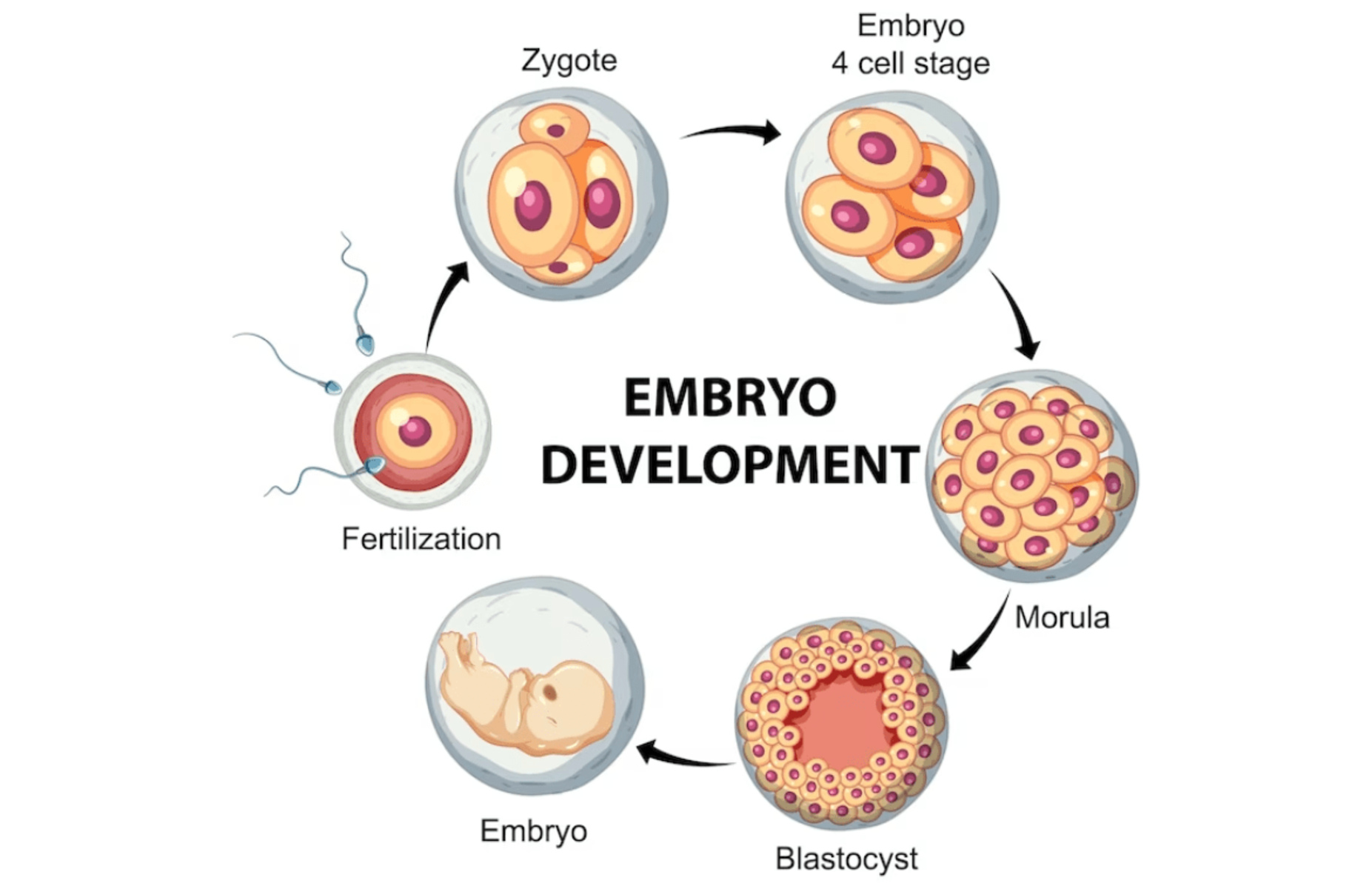 The Human Eye: How Eyes Develop From Embryo To Birth