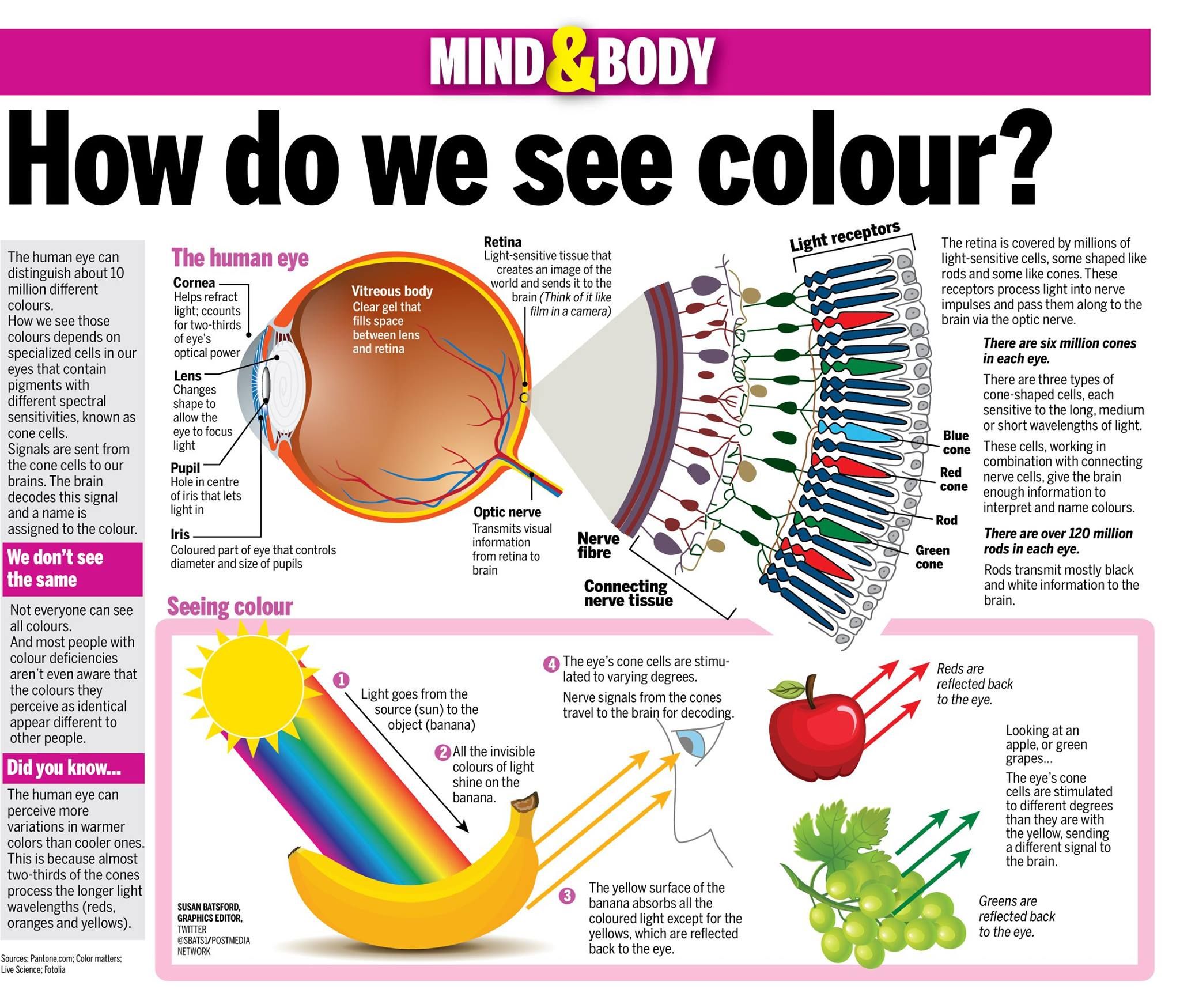 How Eyes See Color: A Simple Science Explanation